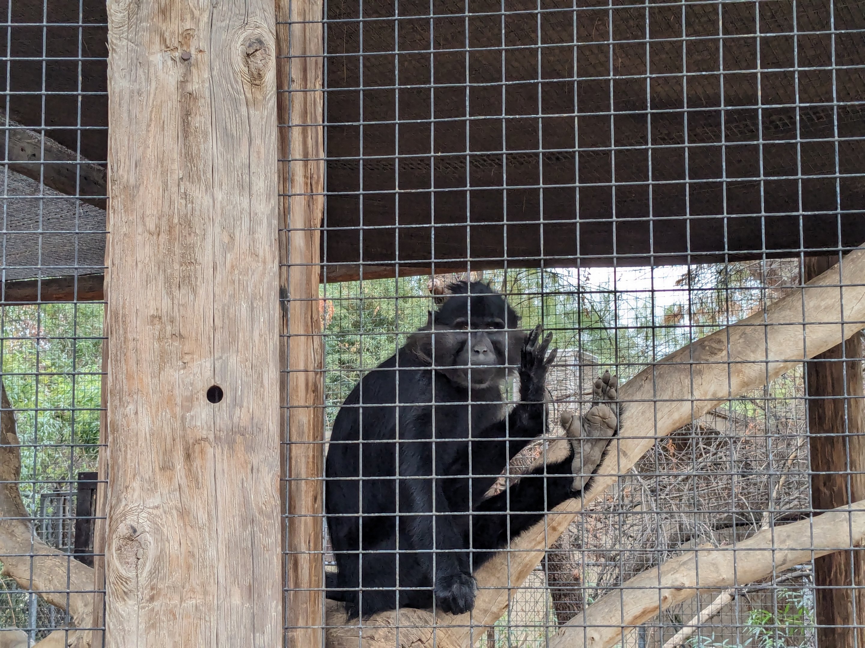 Original Zoo - Black Mangabey