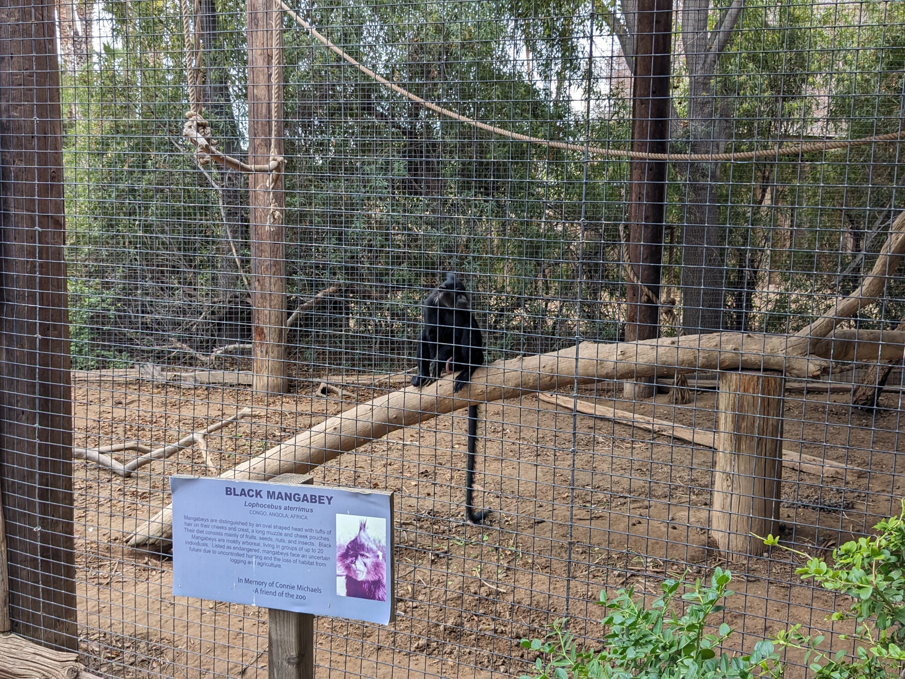 Original Zoo - Black Mangabey