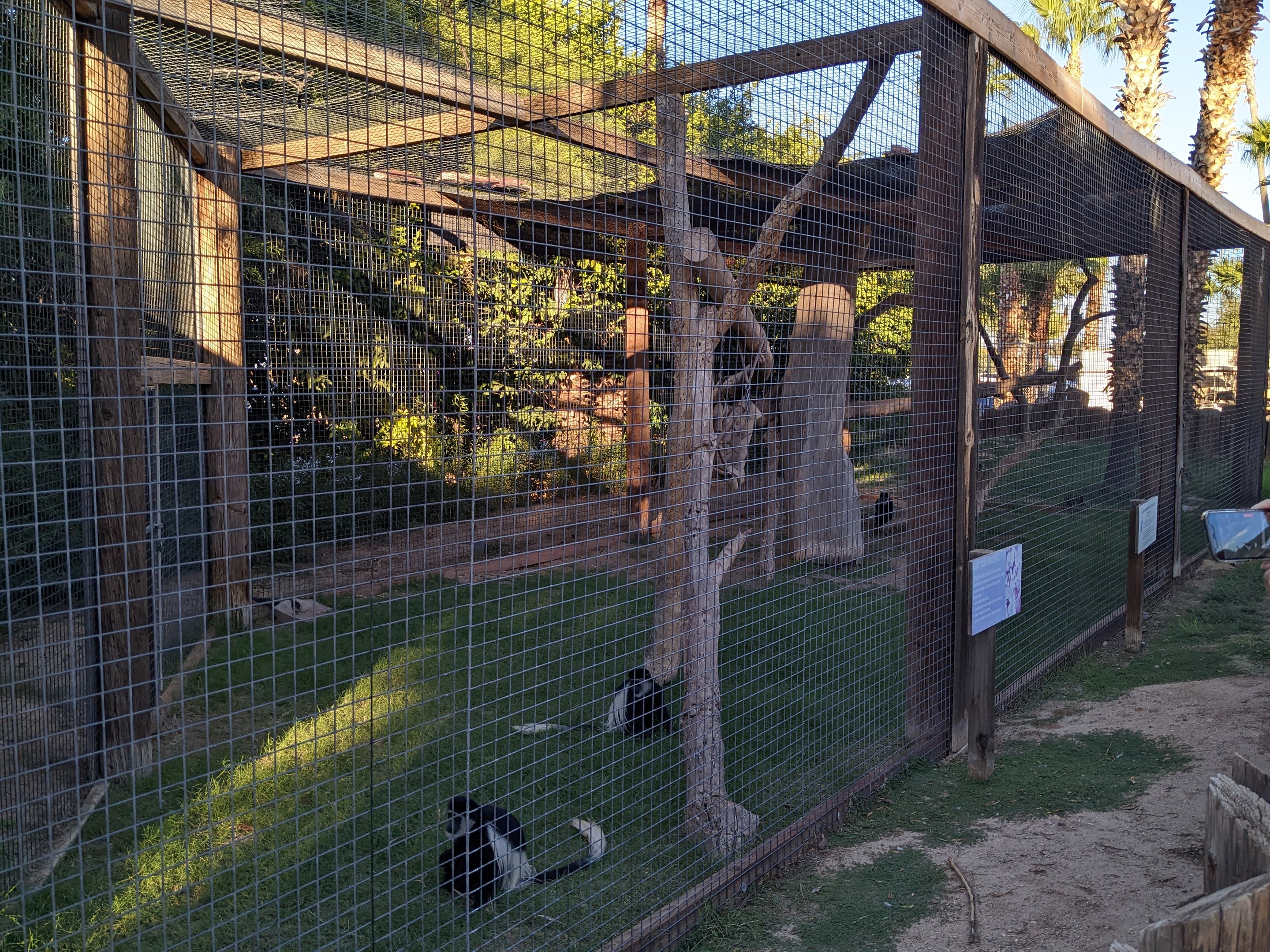 Original Zoo - colobus monkey