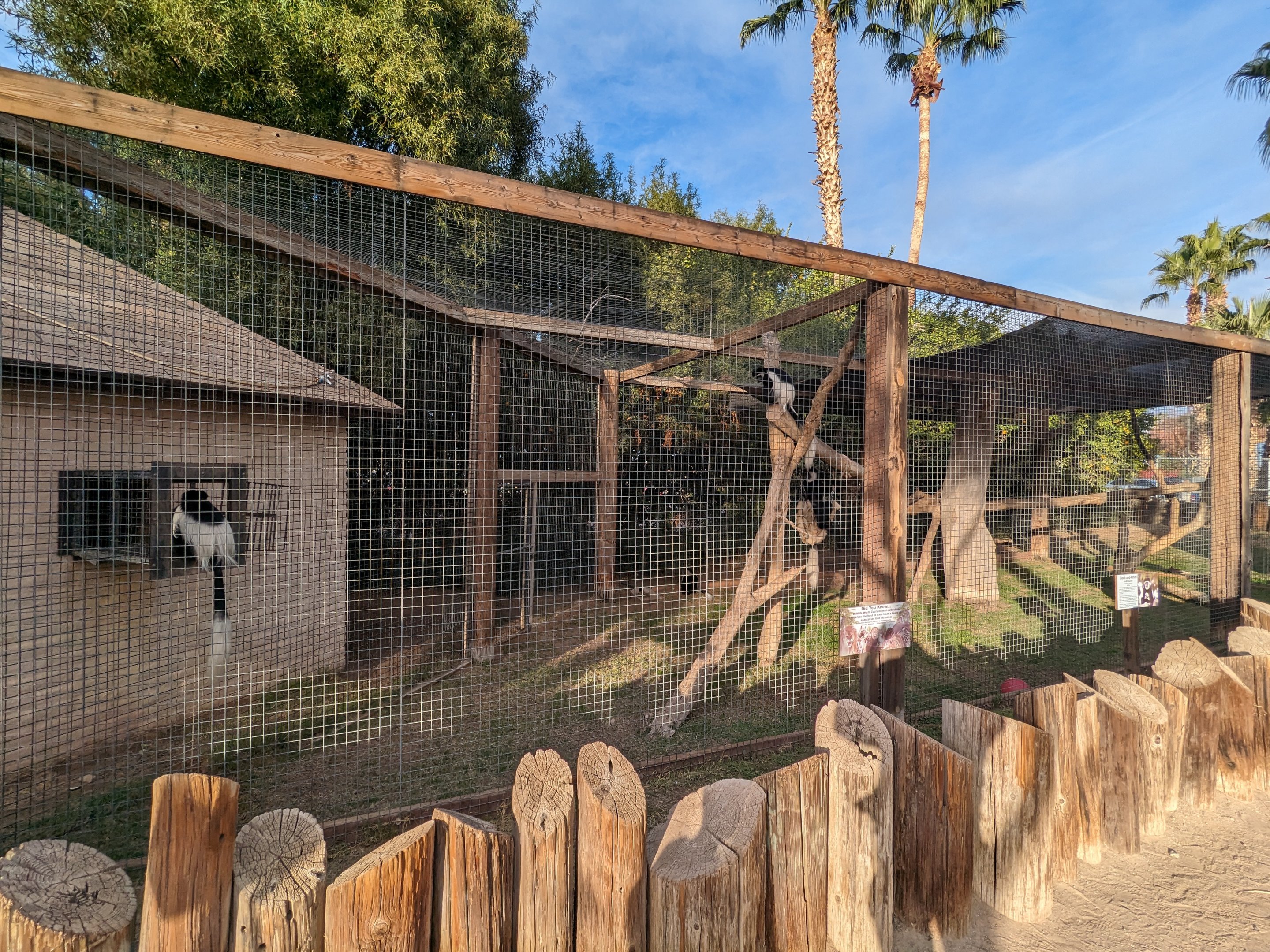 Original Zoo - Colobus monkey