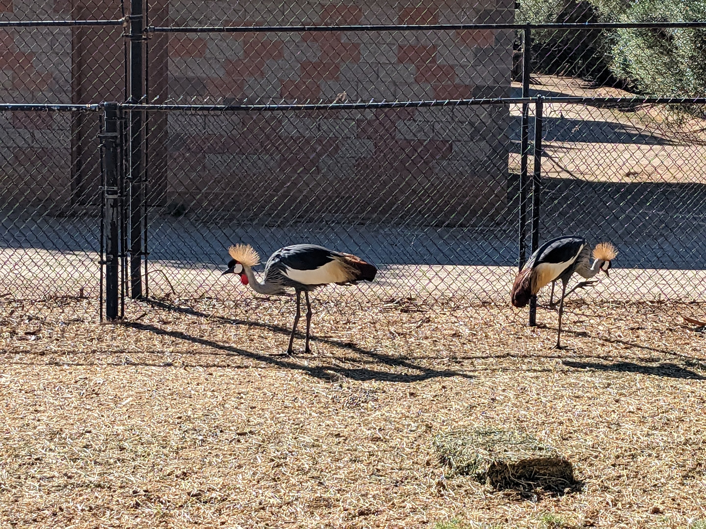 Original Zoo - crowned crane in main hoofstock yard