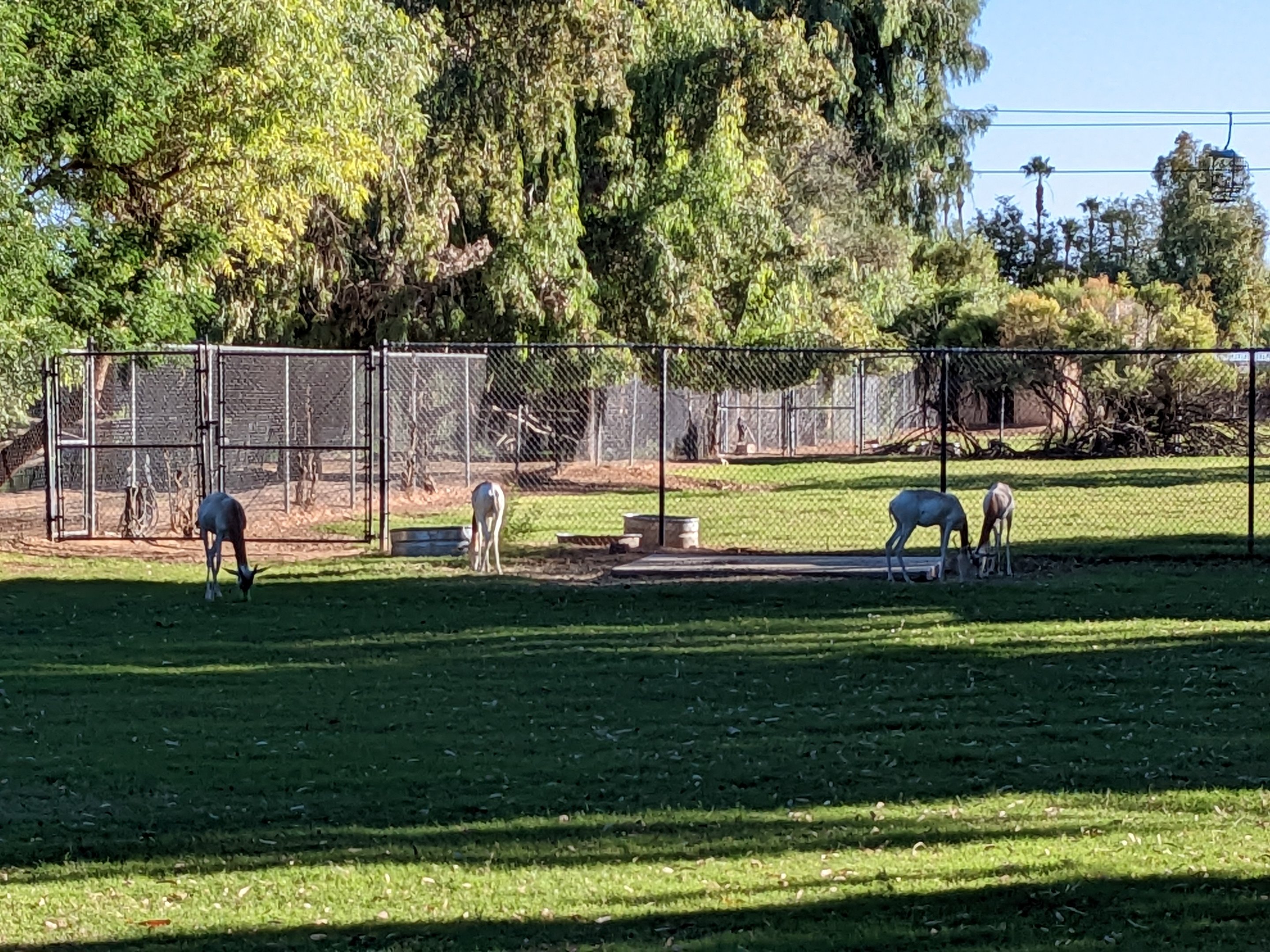 Original Zoo - Dama gazelle