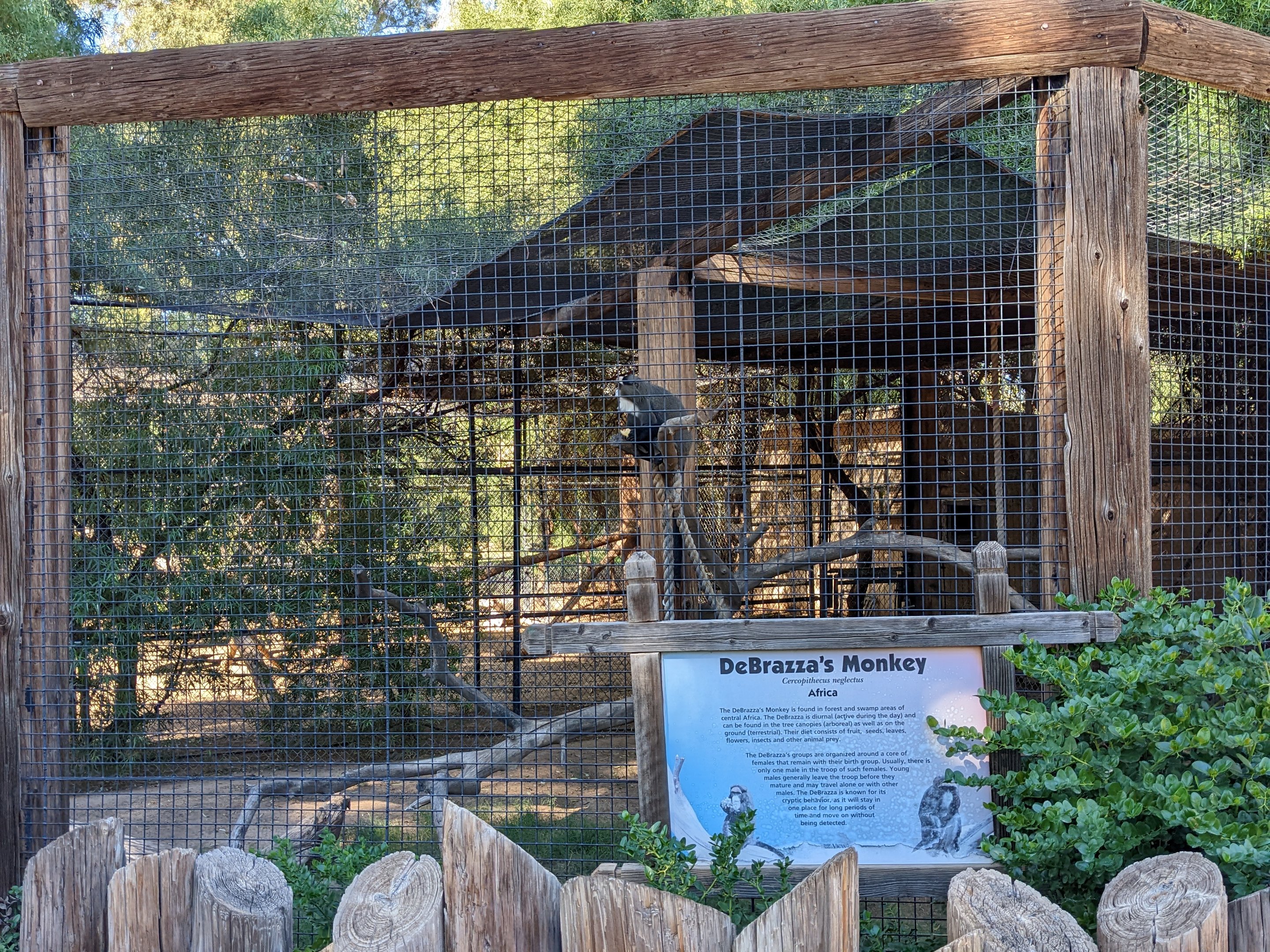 Original Zoo - debrassa's monkey