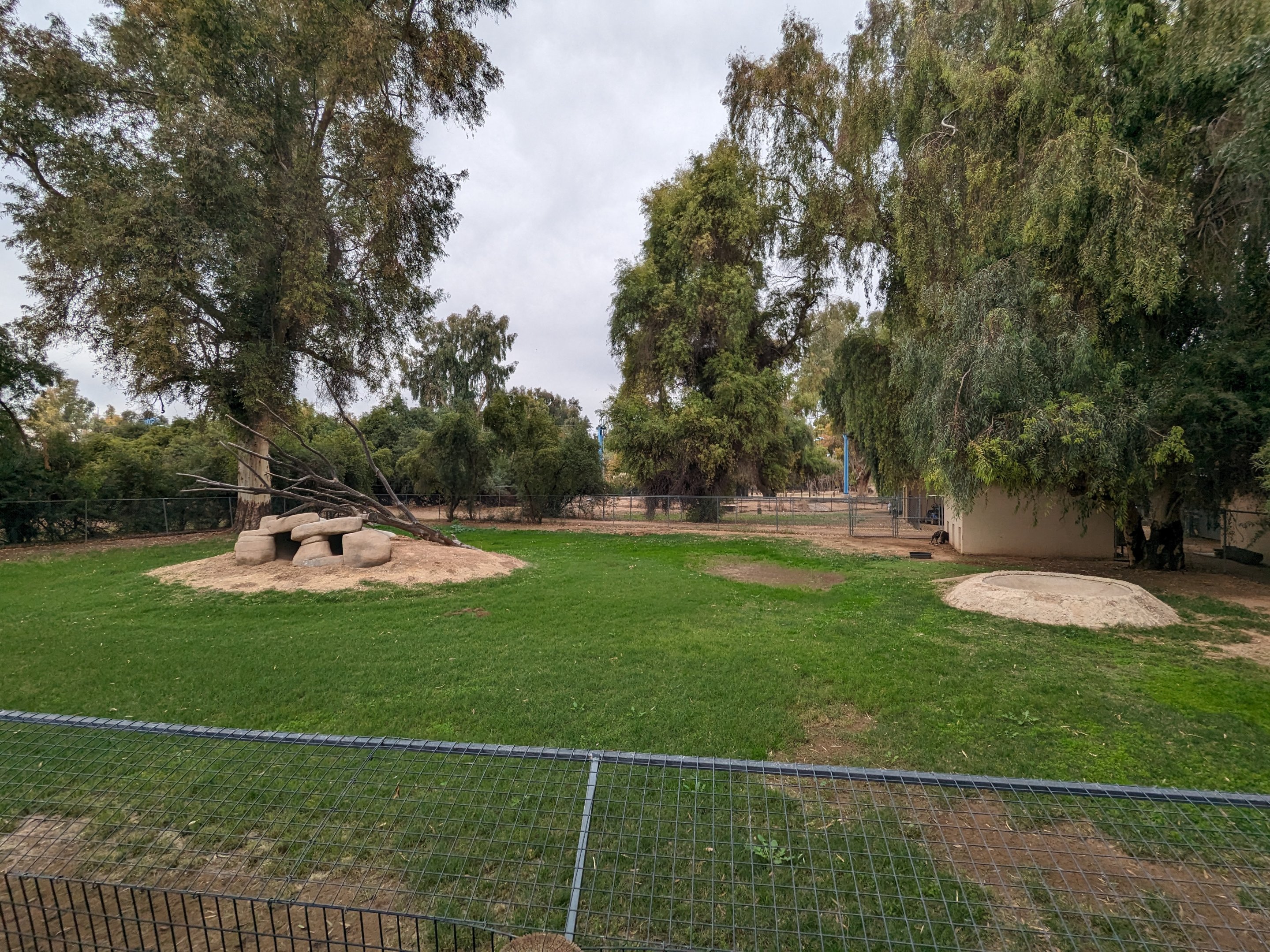 Original Zoo - Giant anteater