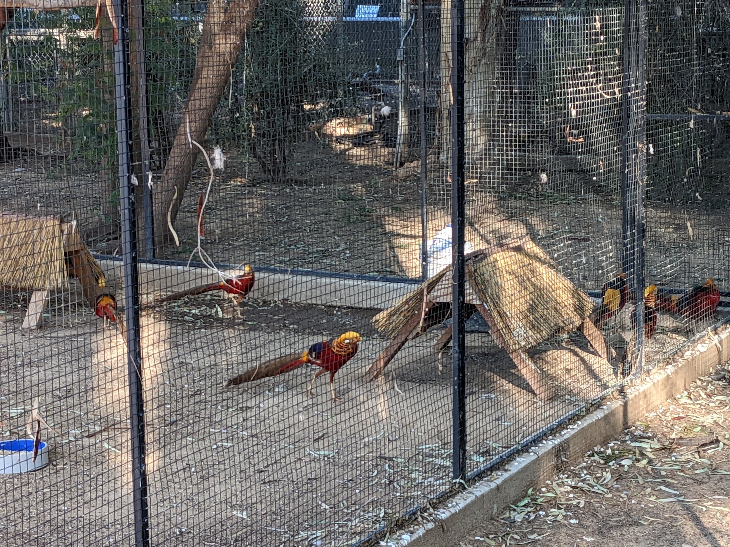 Original Zoo - golden pheasant