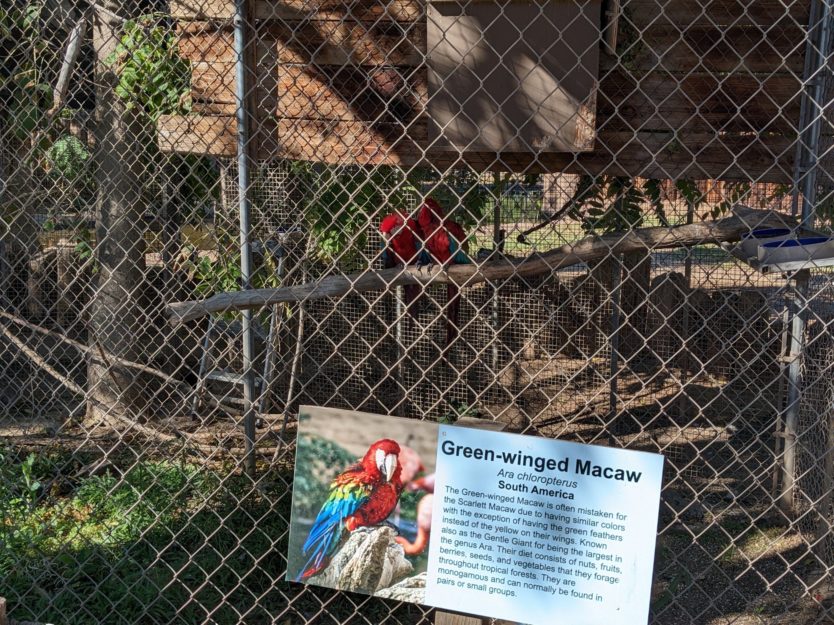 Original Zoo - Green-winged macaw