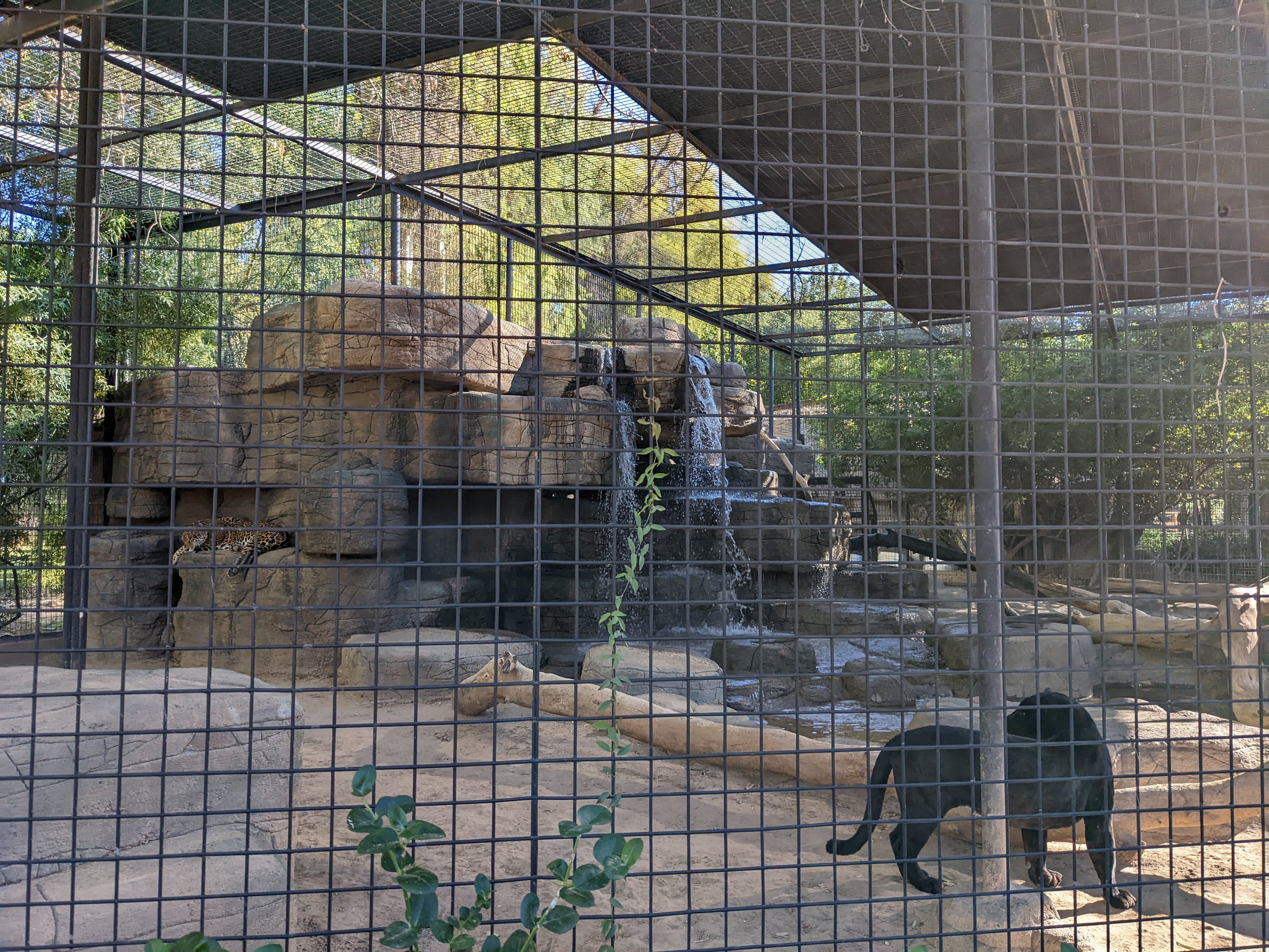 Original Zoo - Jaguar