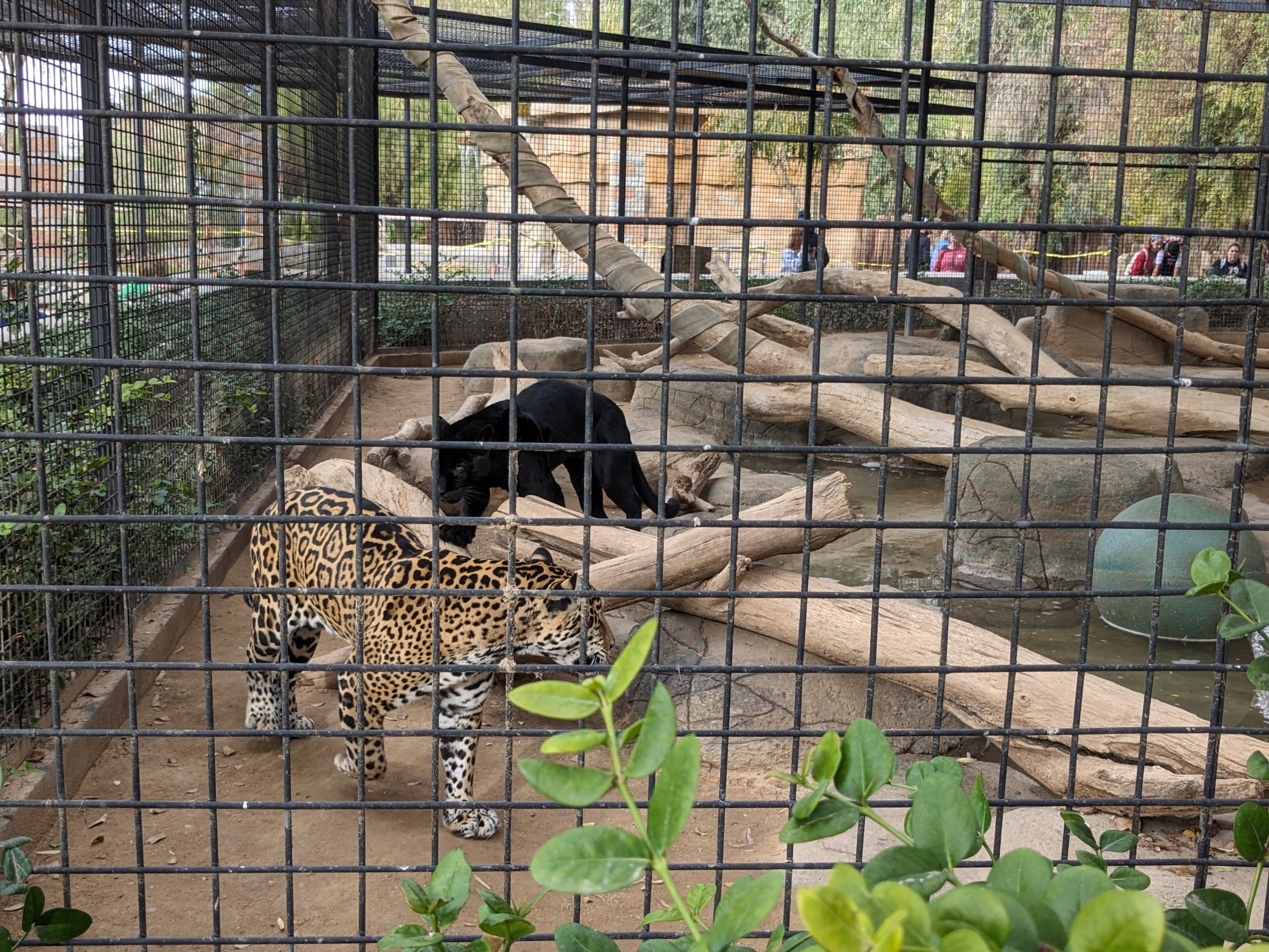 Original Zoo - Jaguars