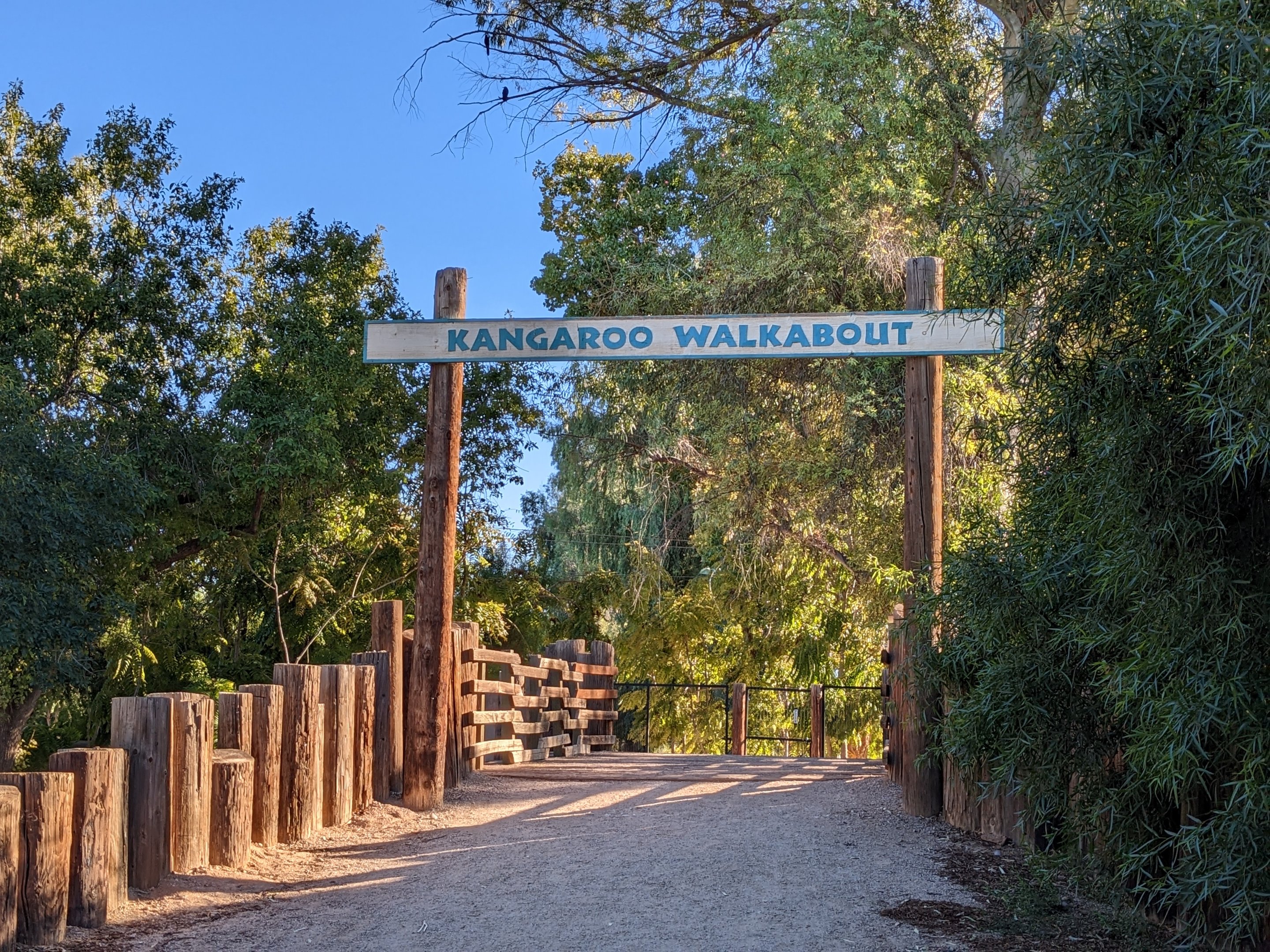 Original Zoo - kangaroo walkabout