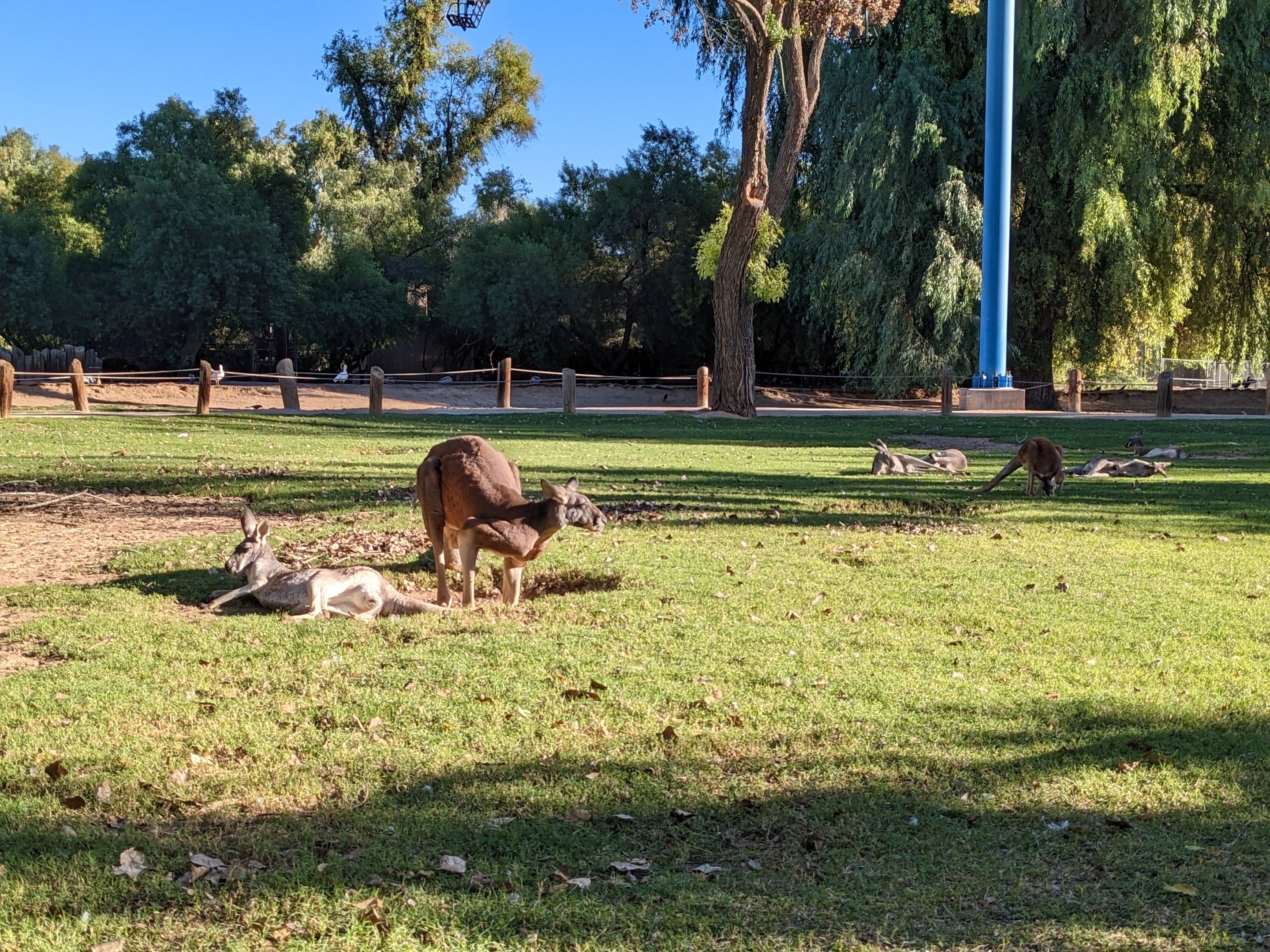 Original Zoo - kangaroo walkabout