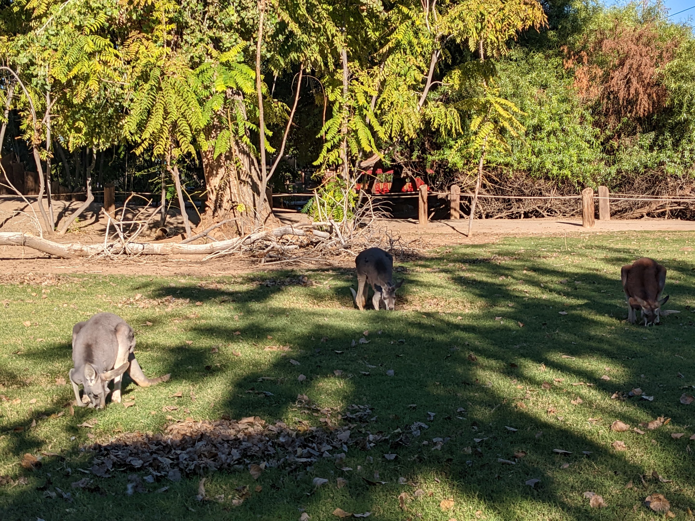 Original Zoo - kangaroo walkabout