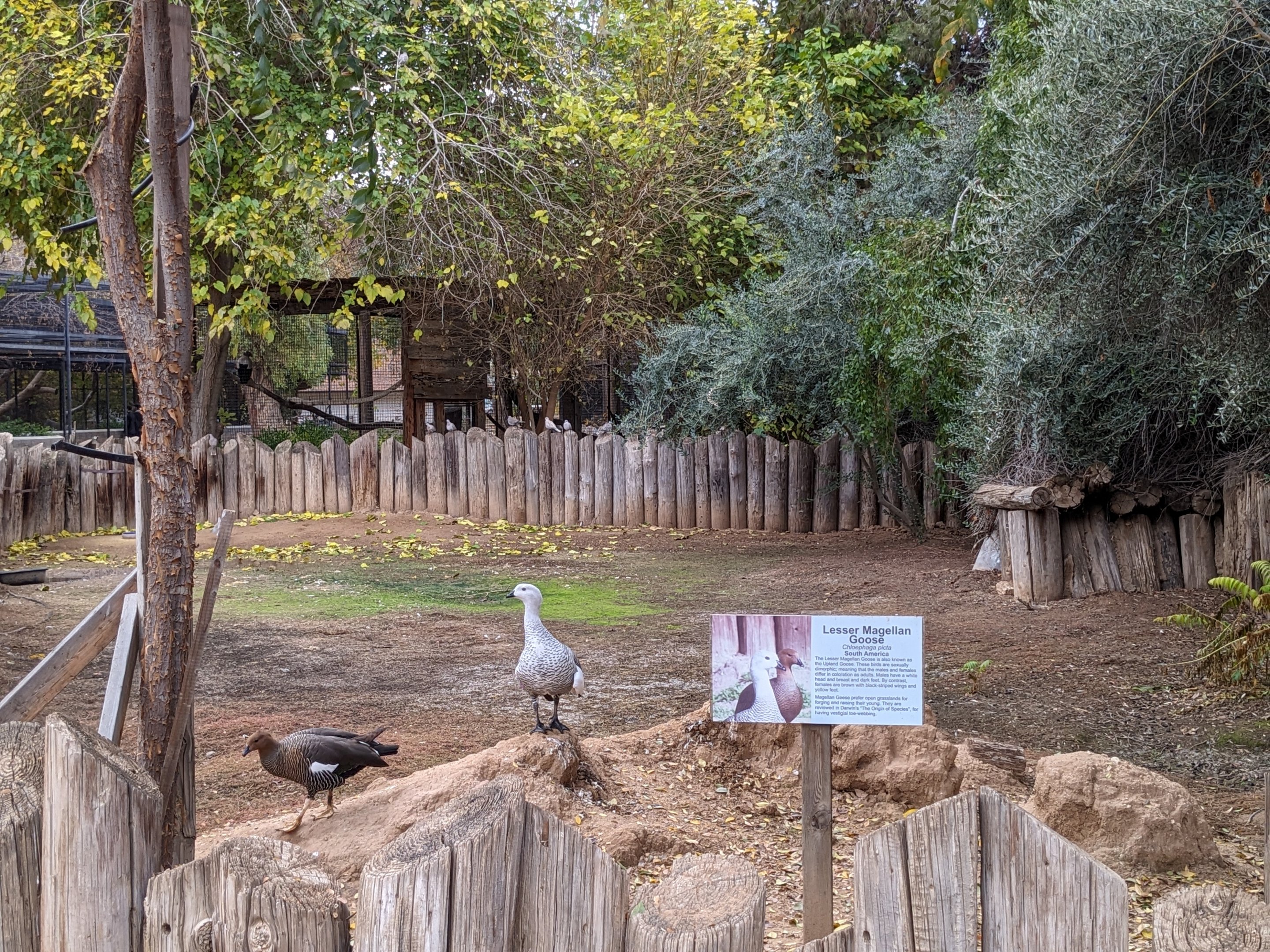 Original Zoo - Lesser magellan goose
