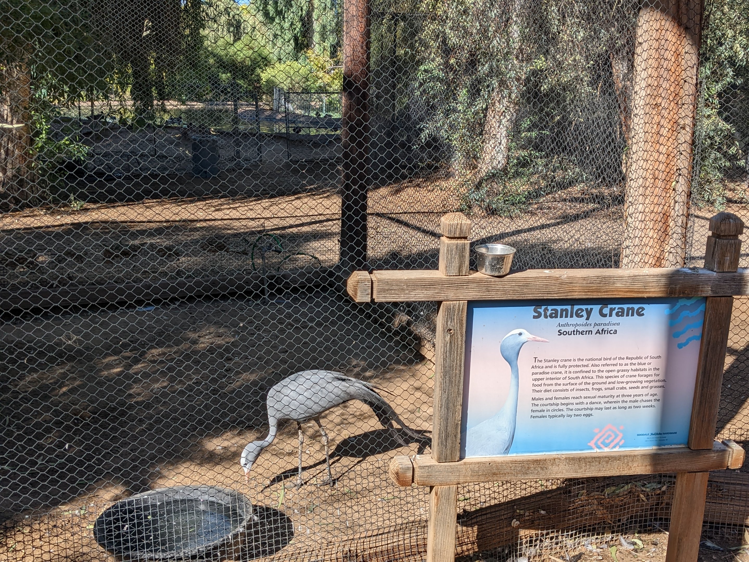 Original Zoo - Main aviary - Stanley crane