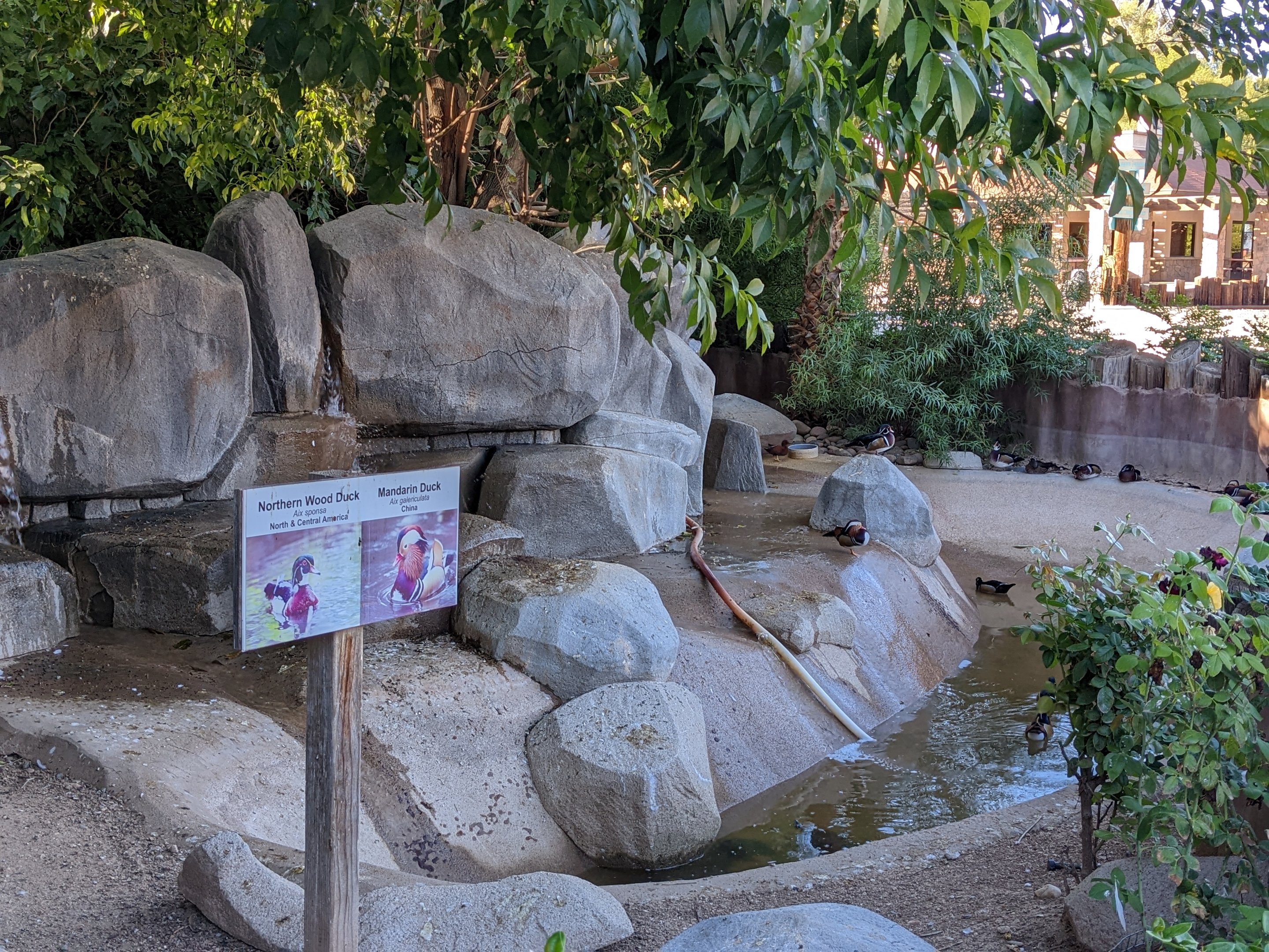 Original Zoo - mandarin and wood ducks