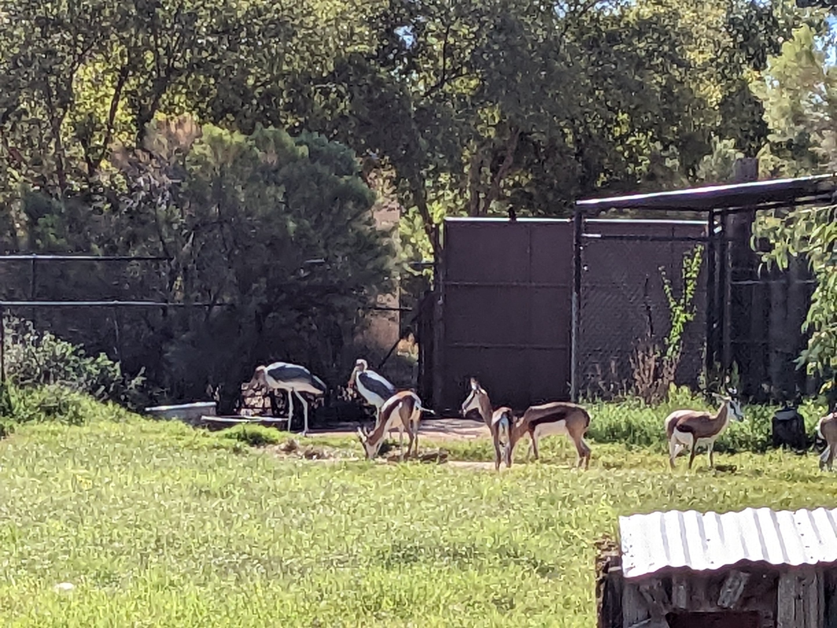 Original Zoo - marabou stork and springbok