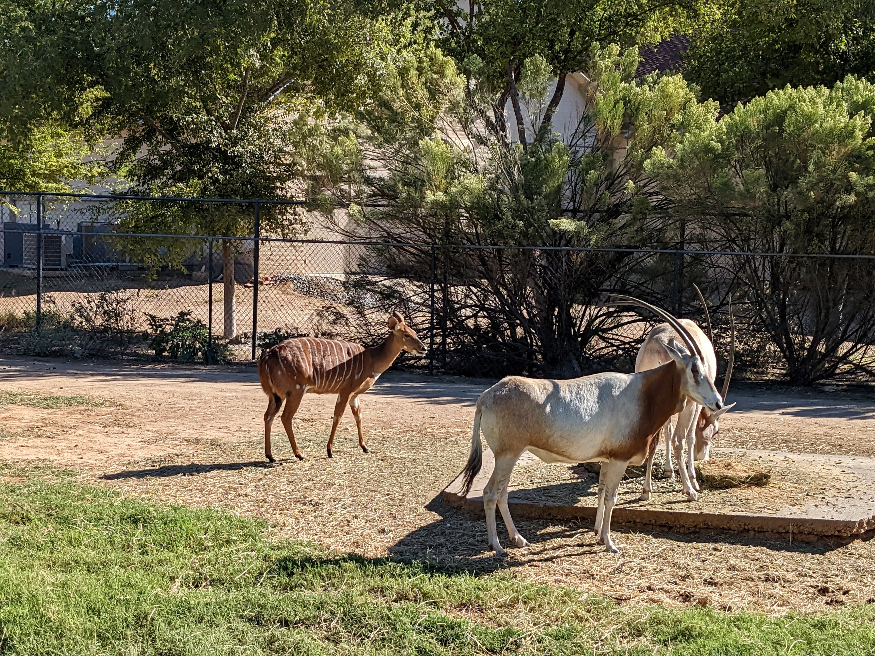 Original Zoo - nyala and scimitar horned oryx