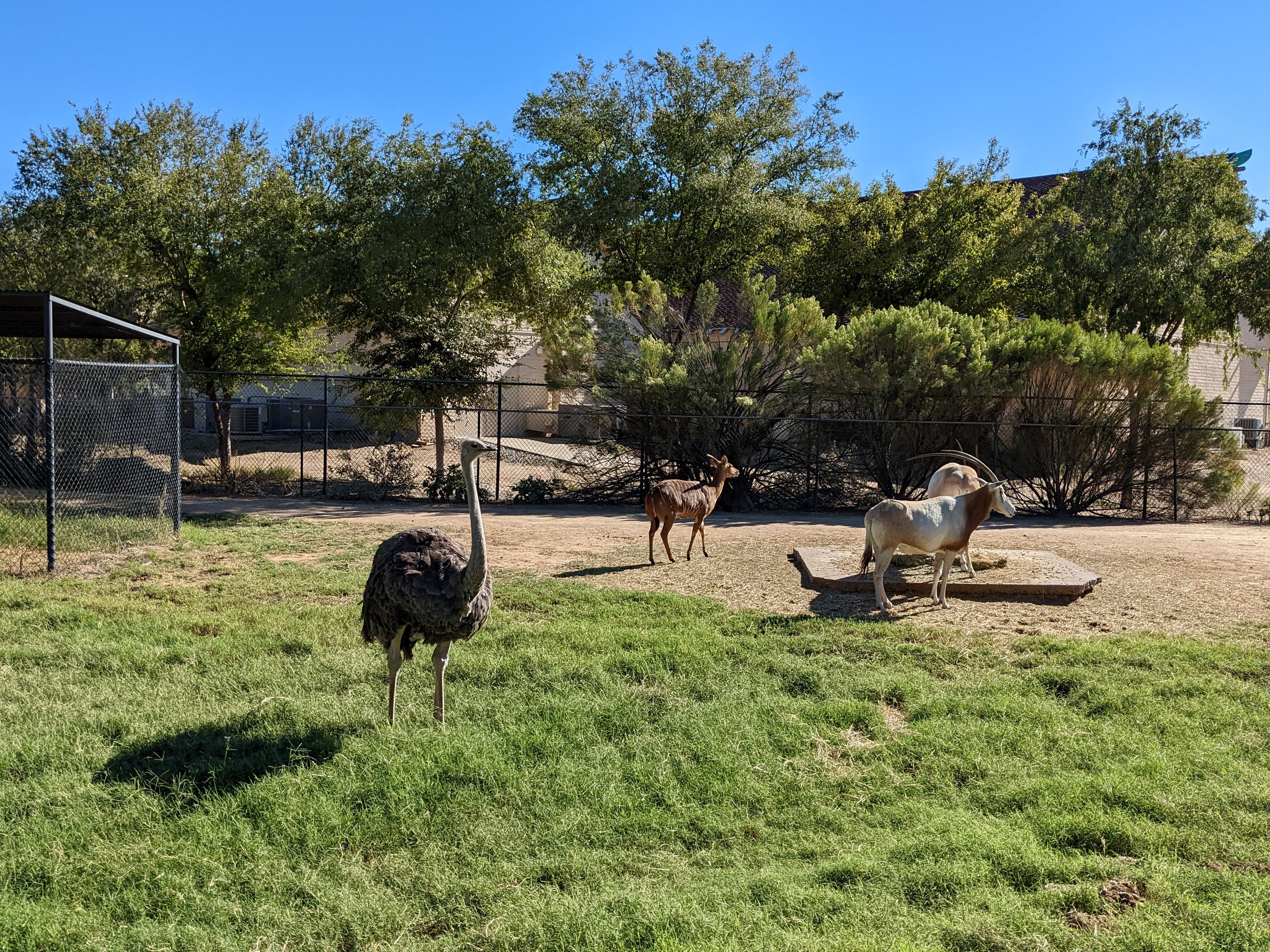 Original Zoo -  ostrich and nyala