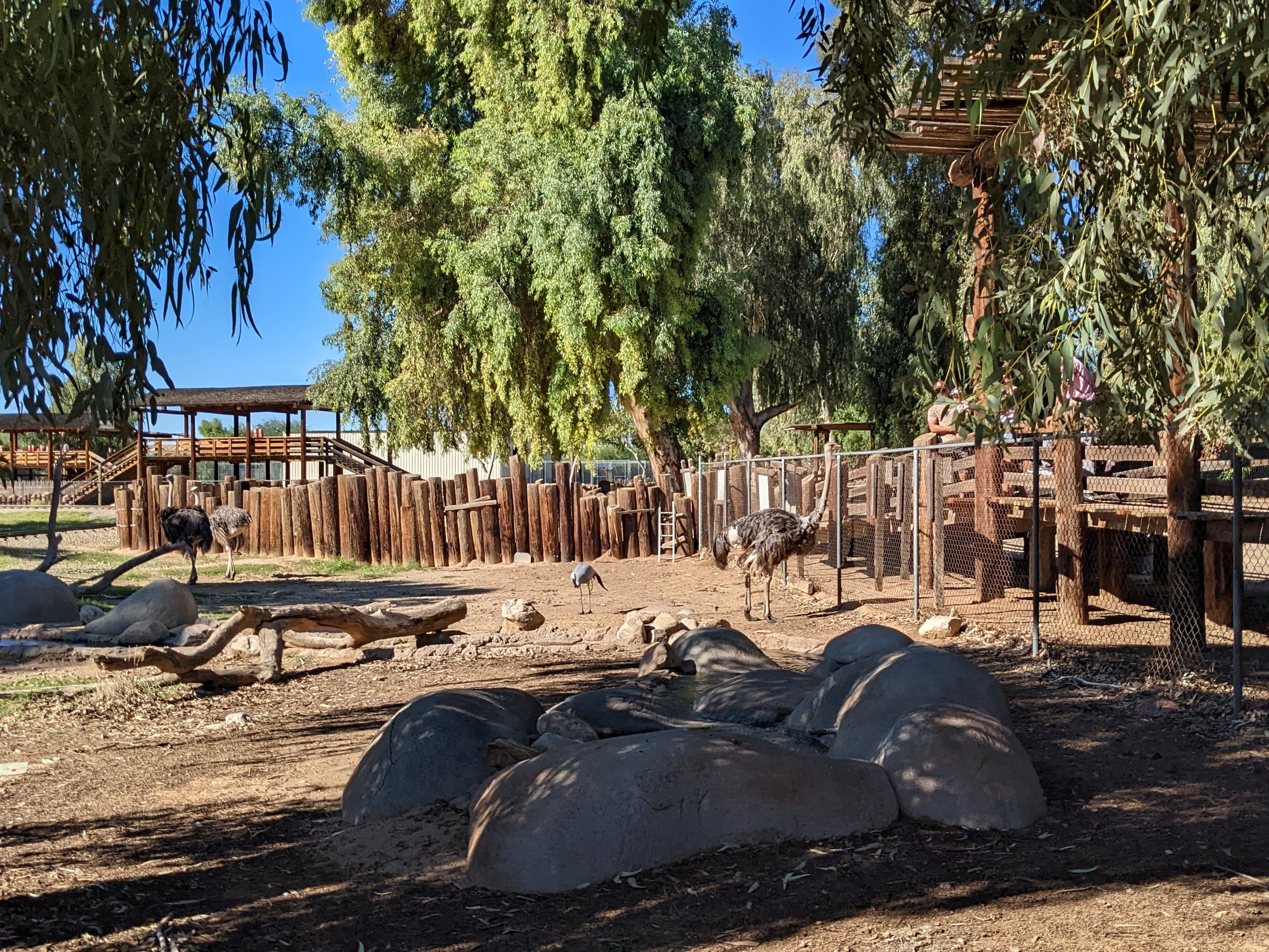 Original Zoo - ostrich in main hoofstock yard