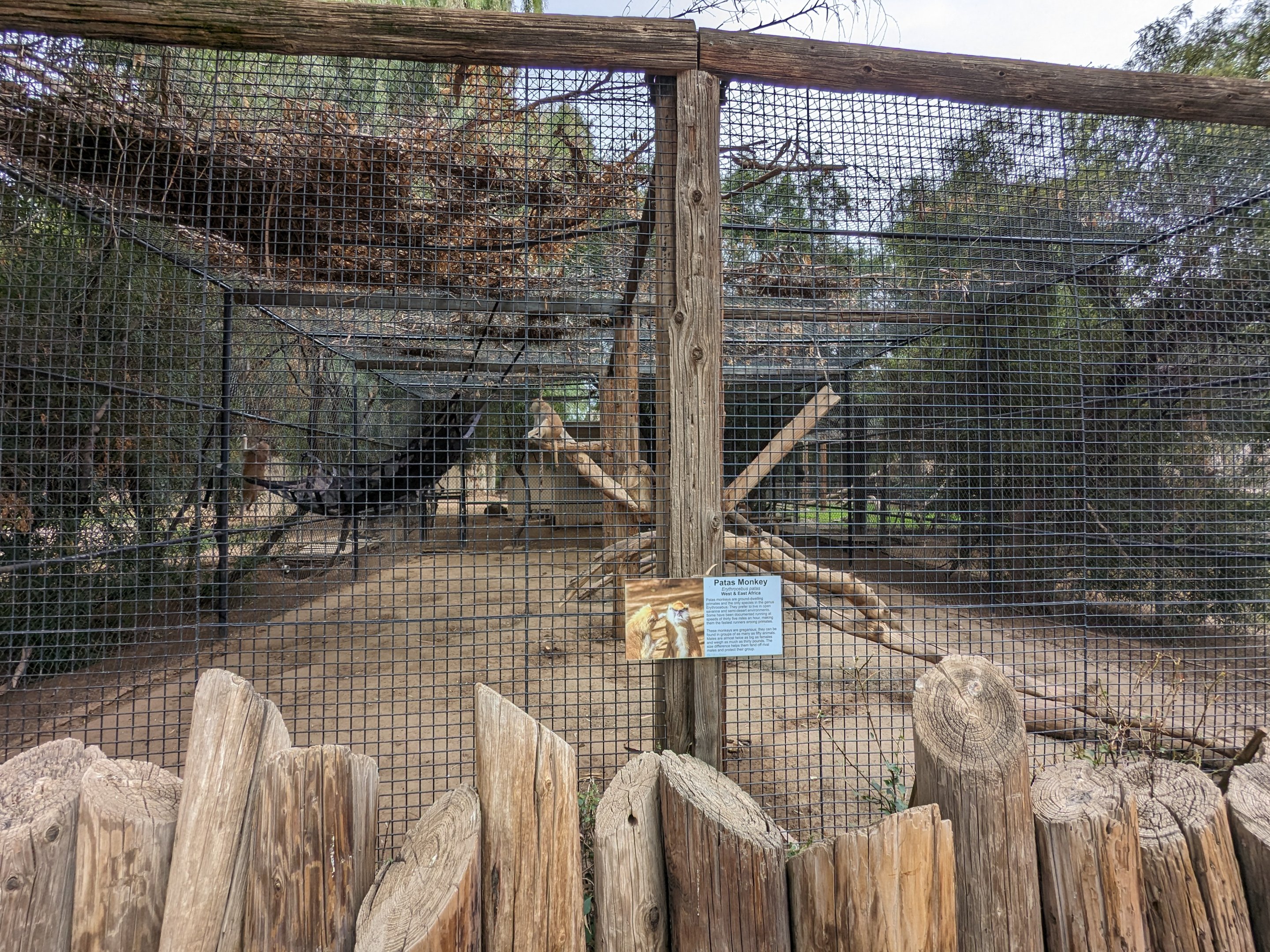 Original Zoo - Patas monkey exhibit
