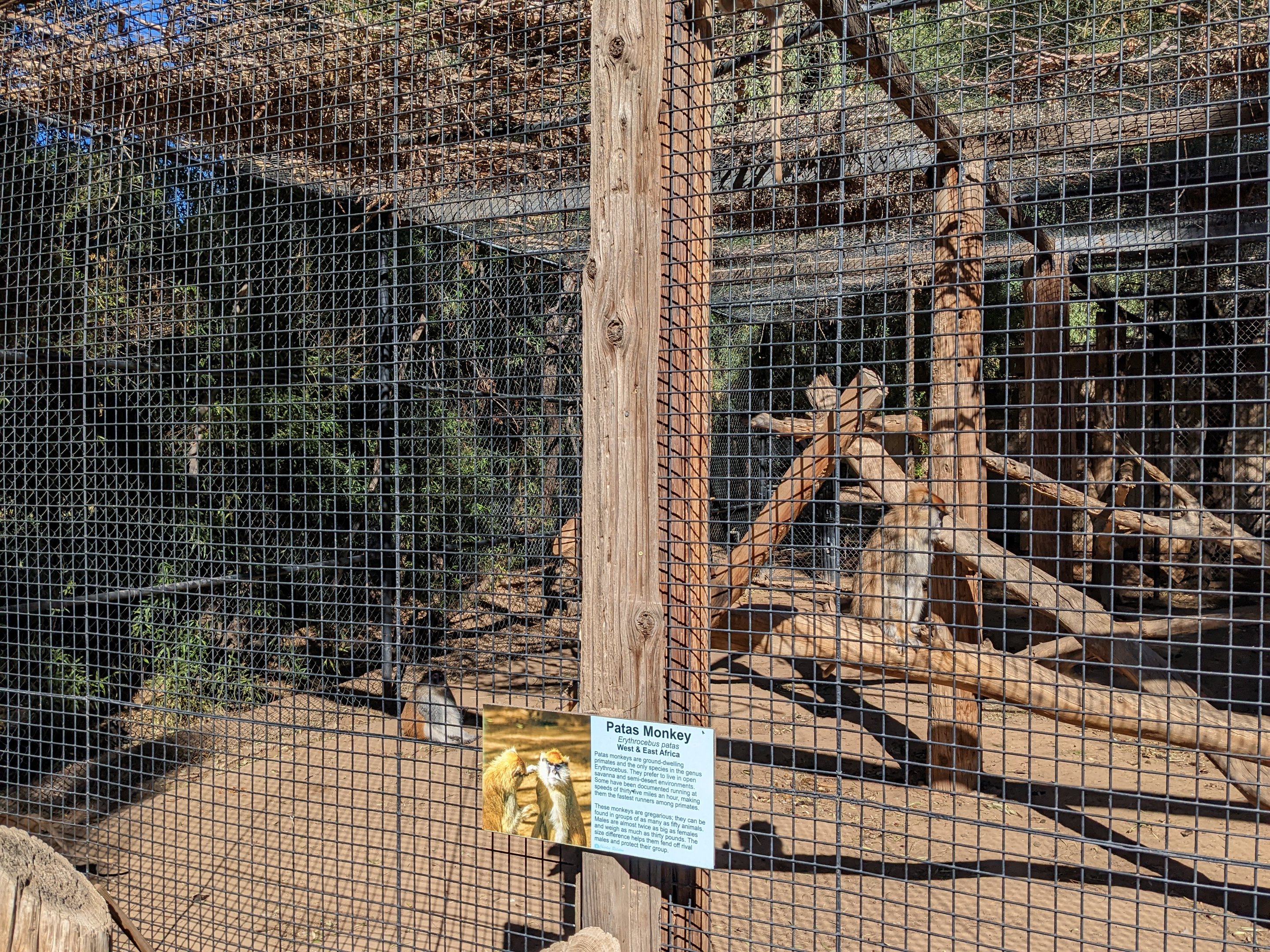 Original Zoo - patas monkey