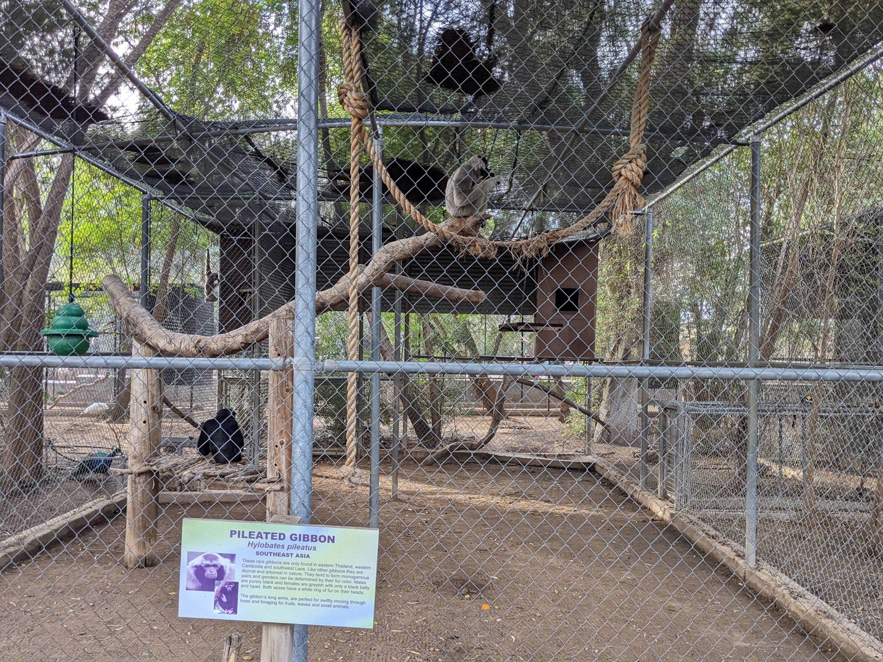 Original Zoo - Pileated gibbons