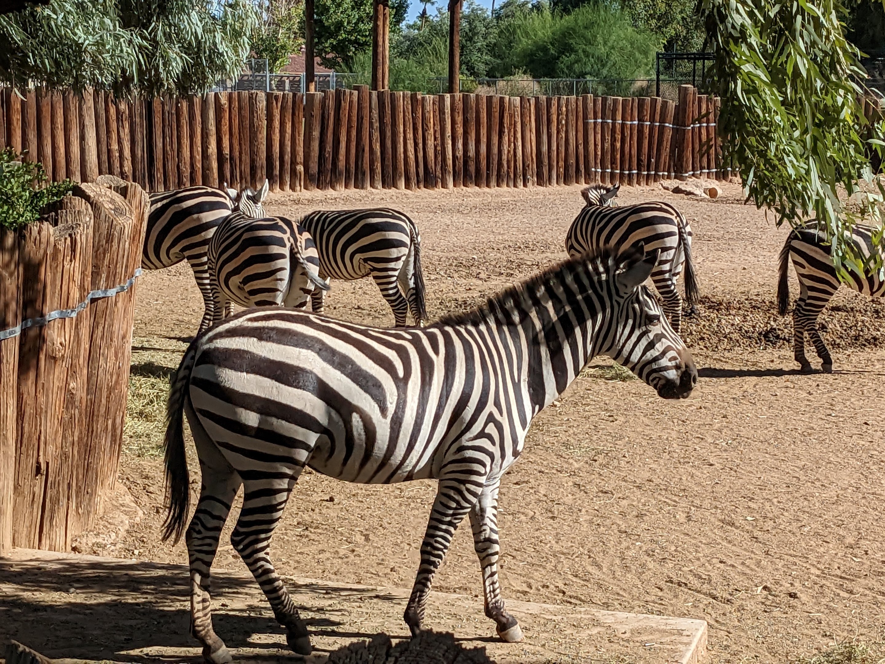 Original Zoo - plains zebra