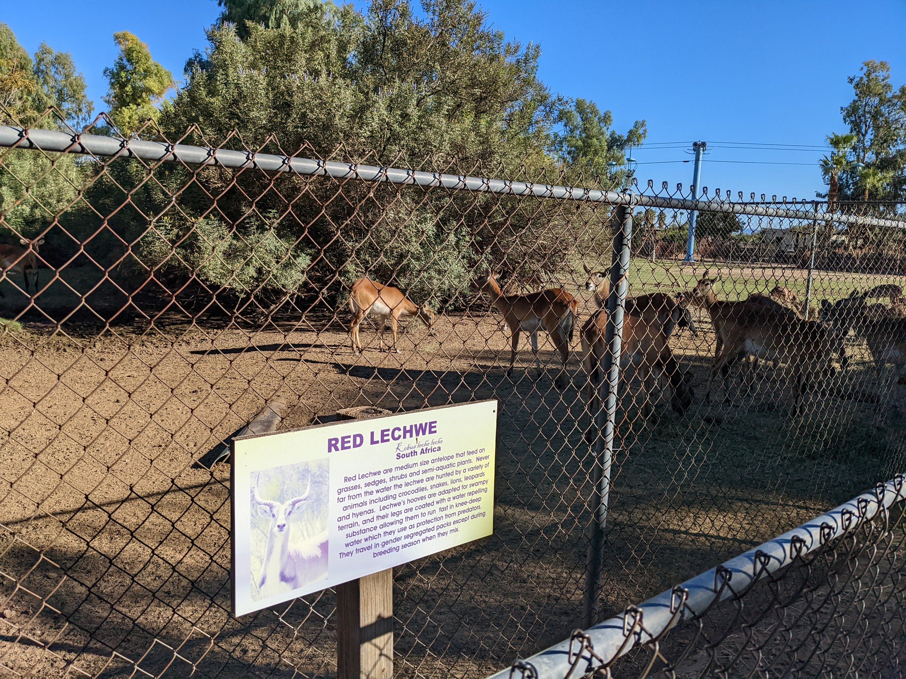Original Zoo - - Red lechwe