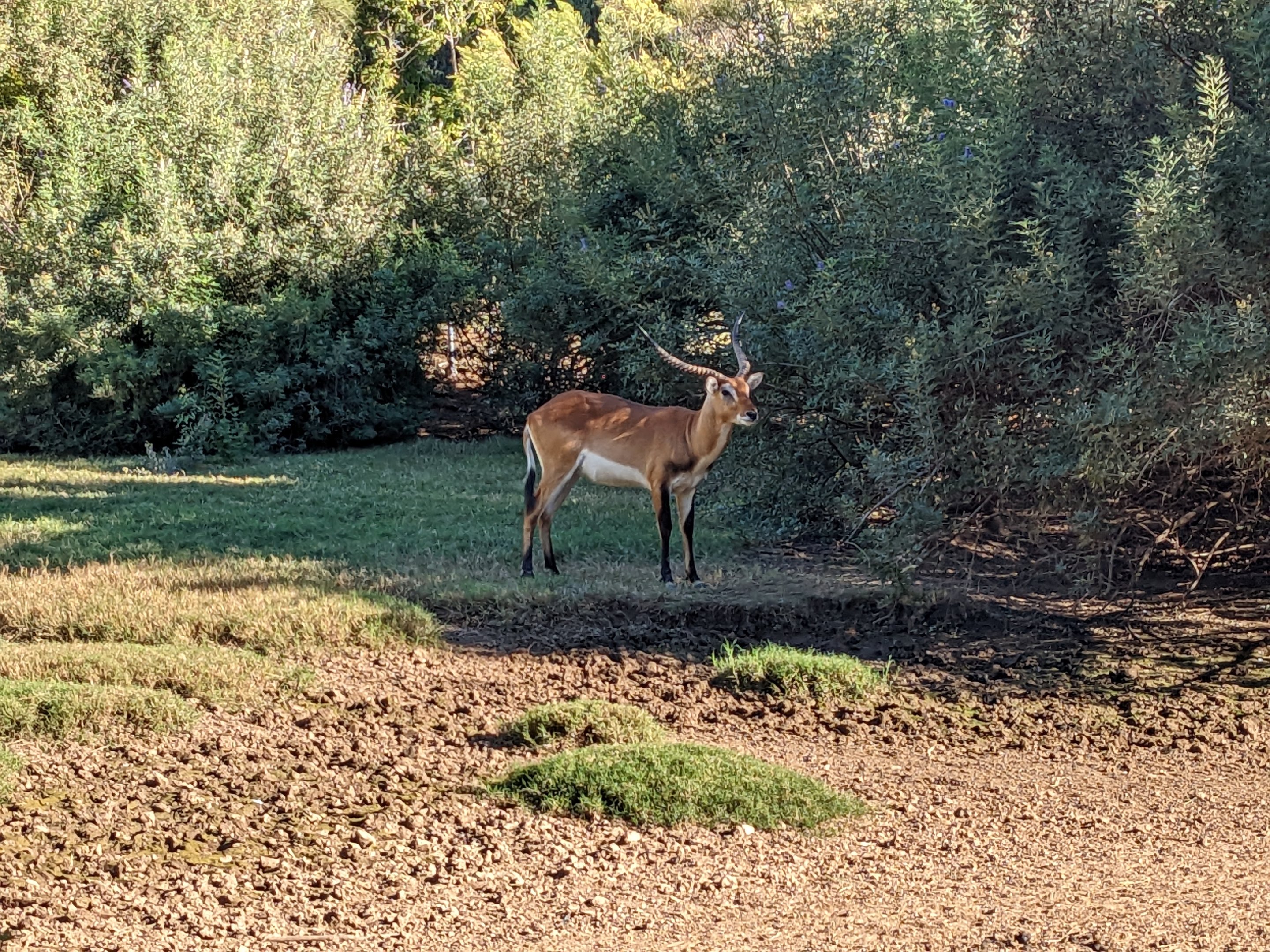 Original Zoo - Red lechwe