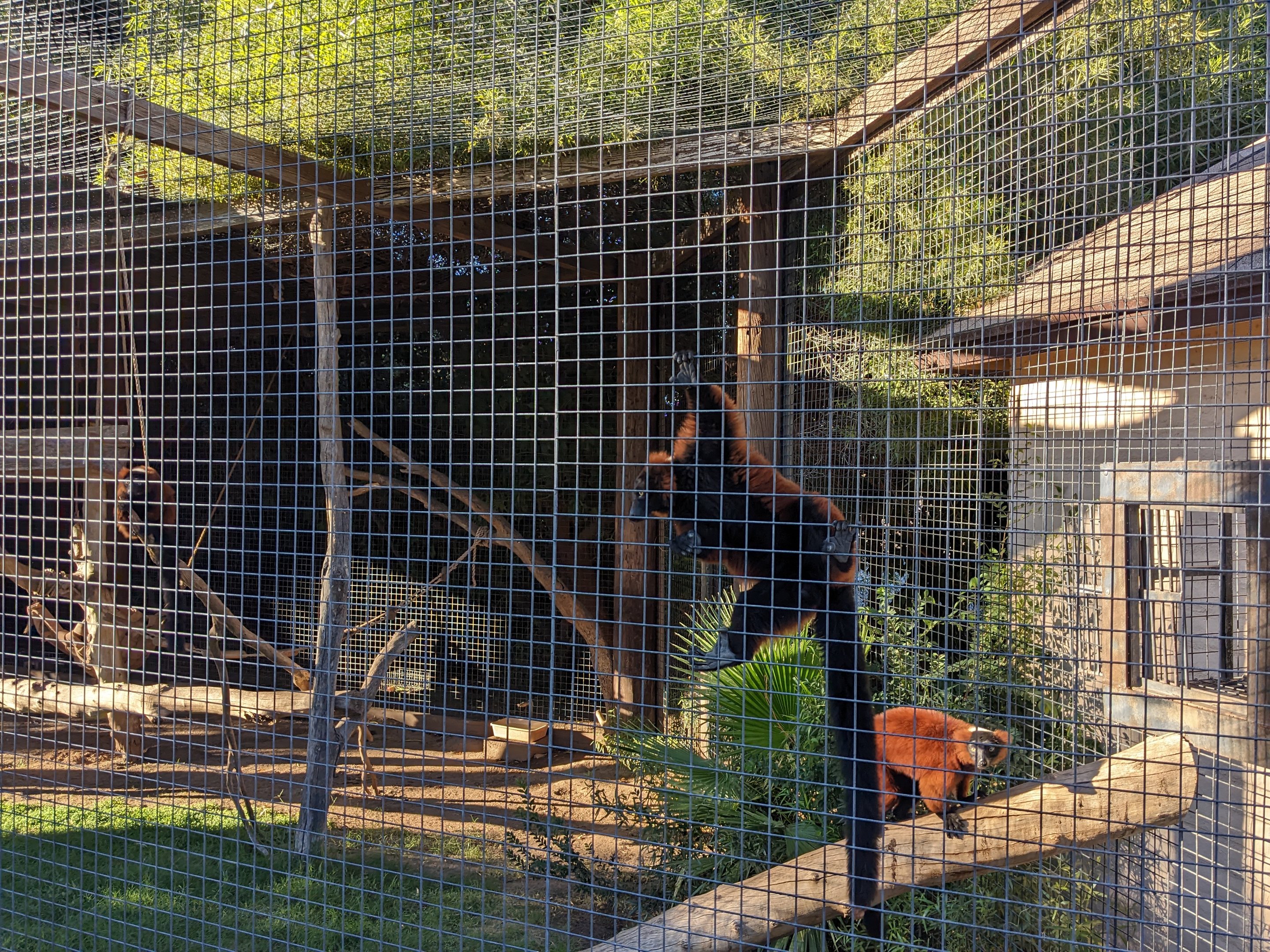 Original Zoo - red ruffed lemur