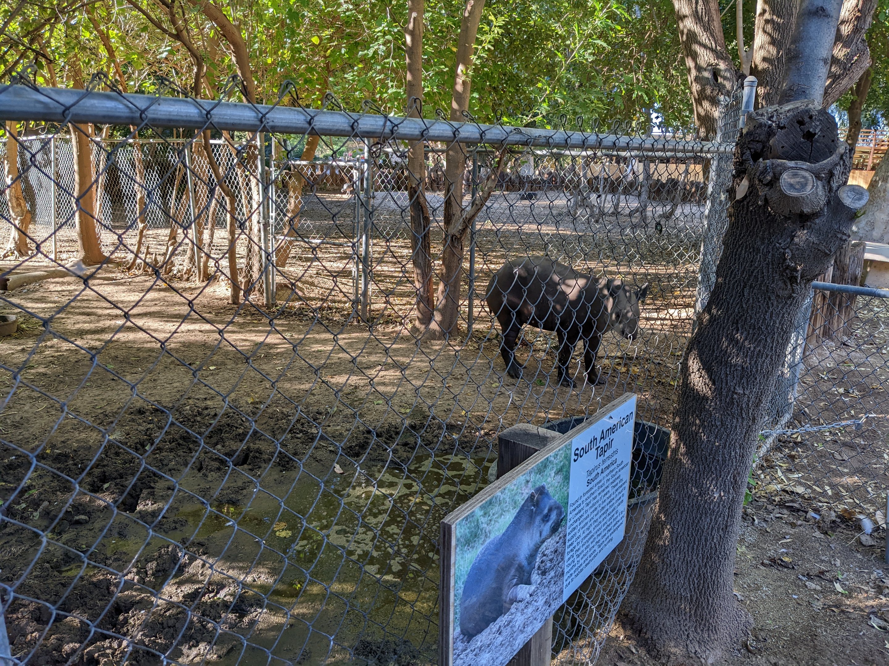 Original Zoo - South American Tapir
