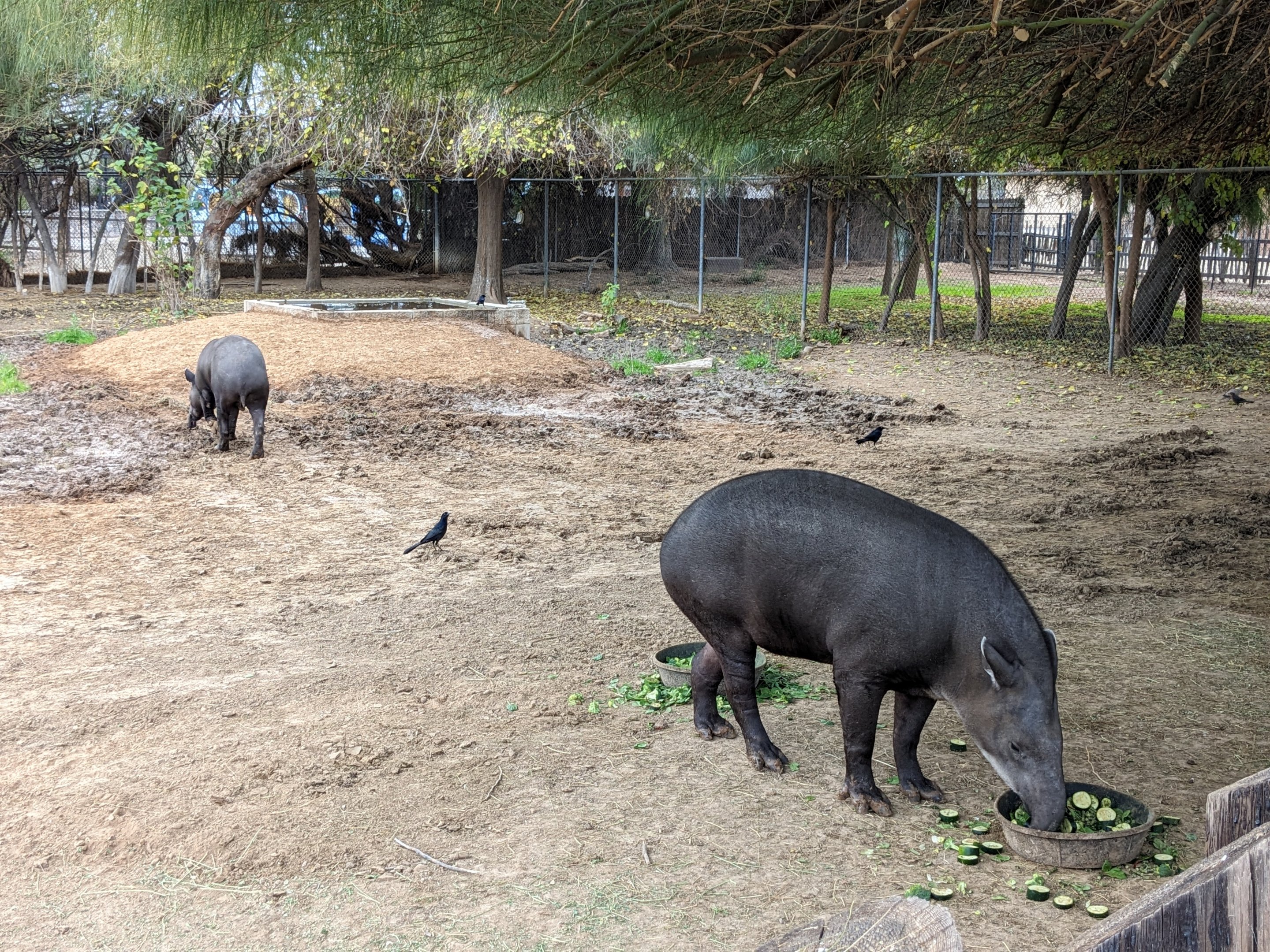 Original Zoo - South American Tapir