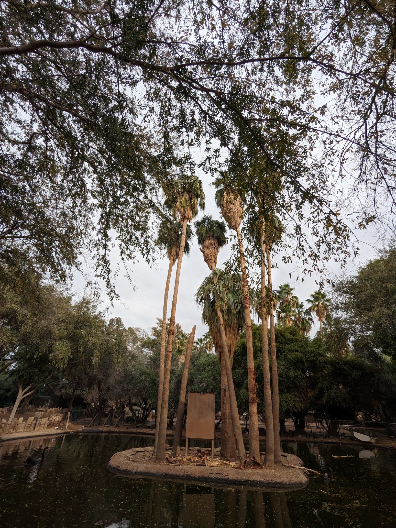 Original Zoo - Spider monkey island