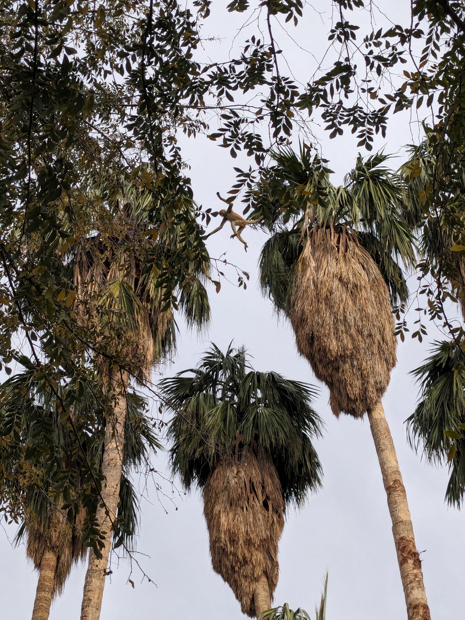 Original Zoo - Spider monkey leaping