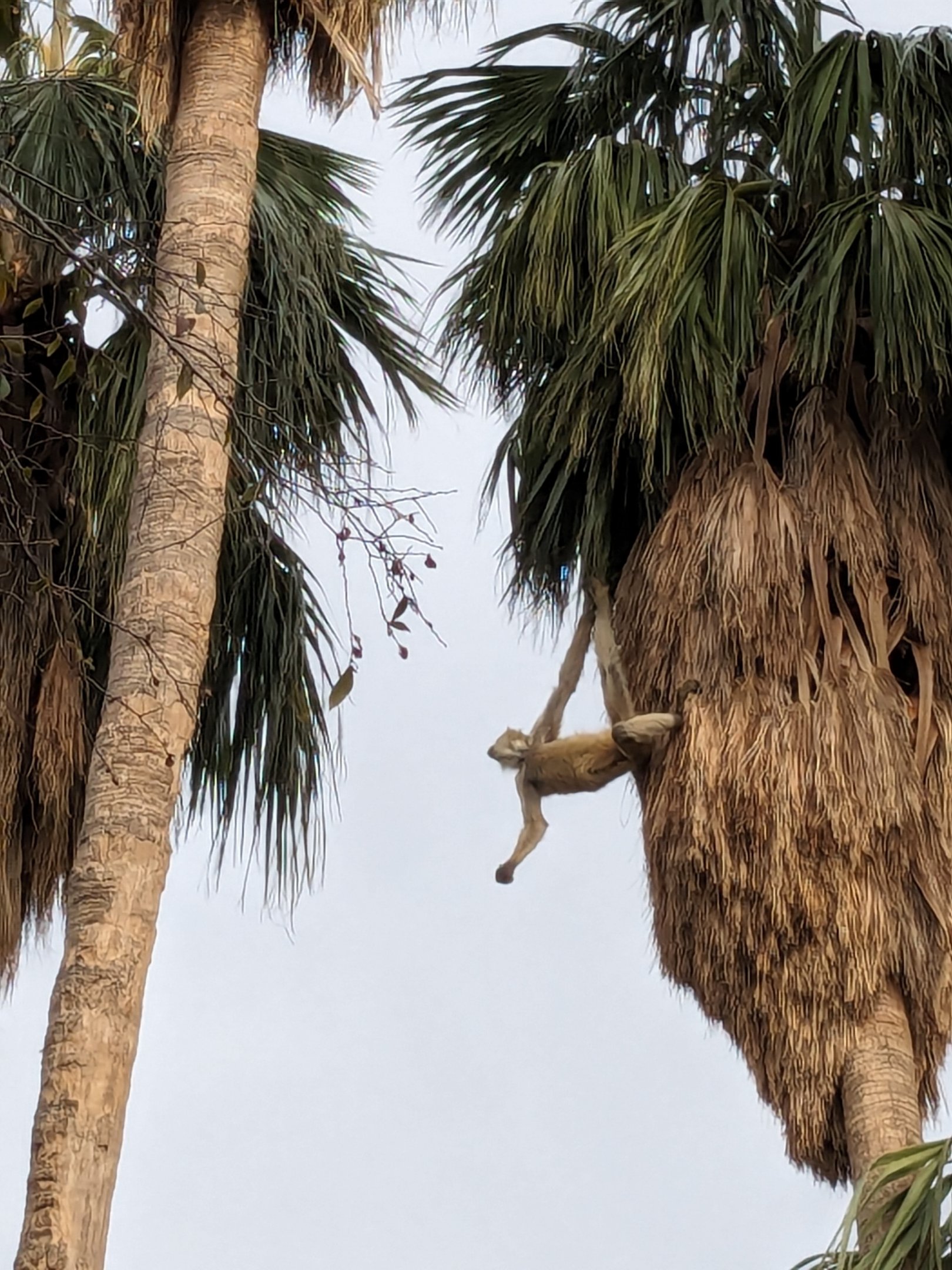 Original Zoo - spider monkey