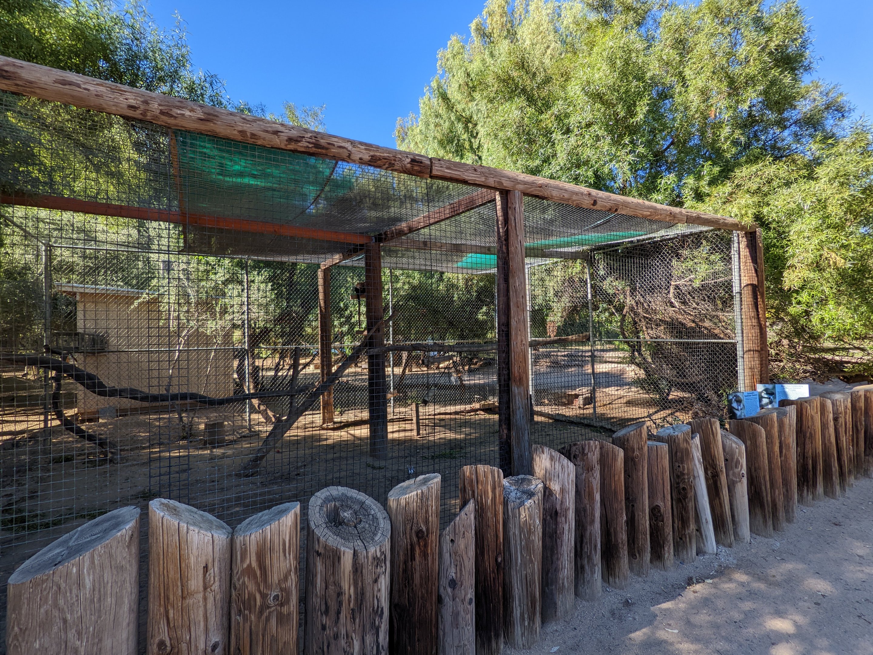 Original Zoo -  spot-nosed guenon