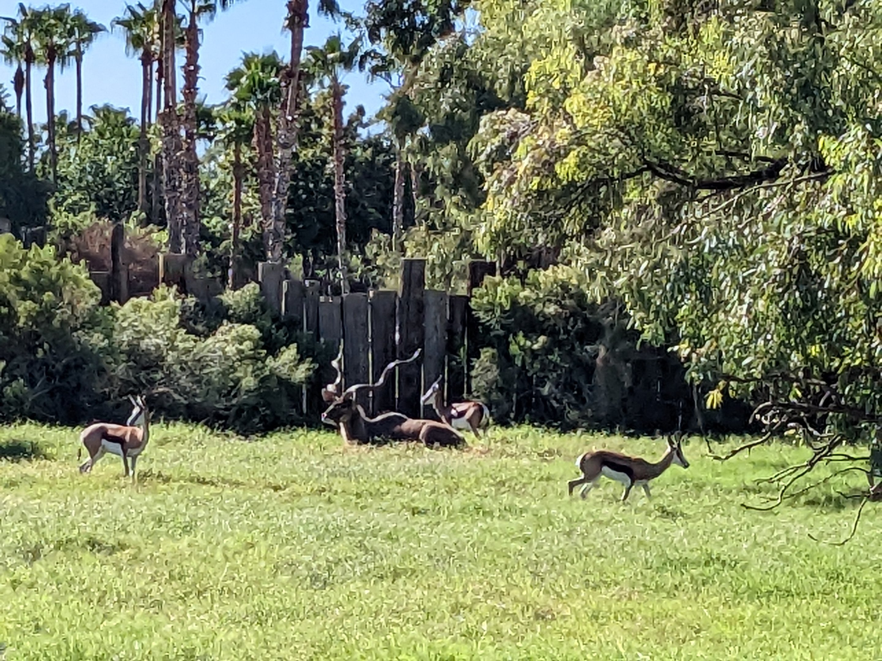 Original Zoo - springbok and kudu