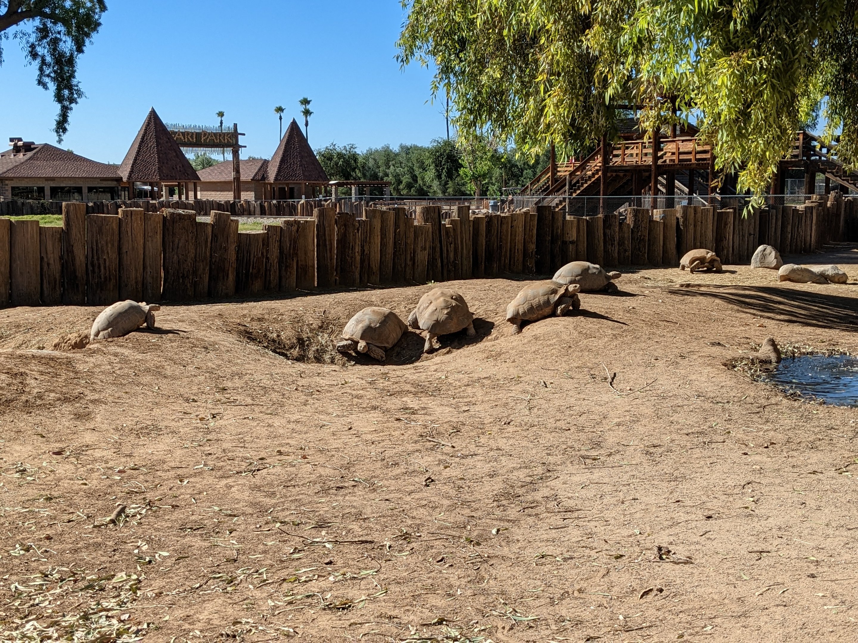 Original Zoo - sulcata tortoise