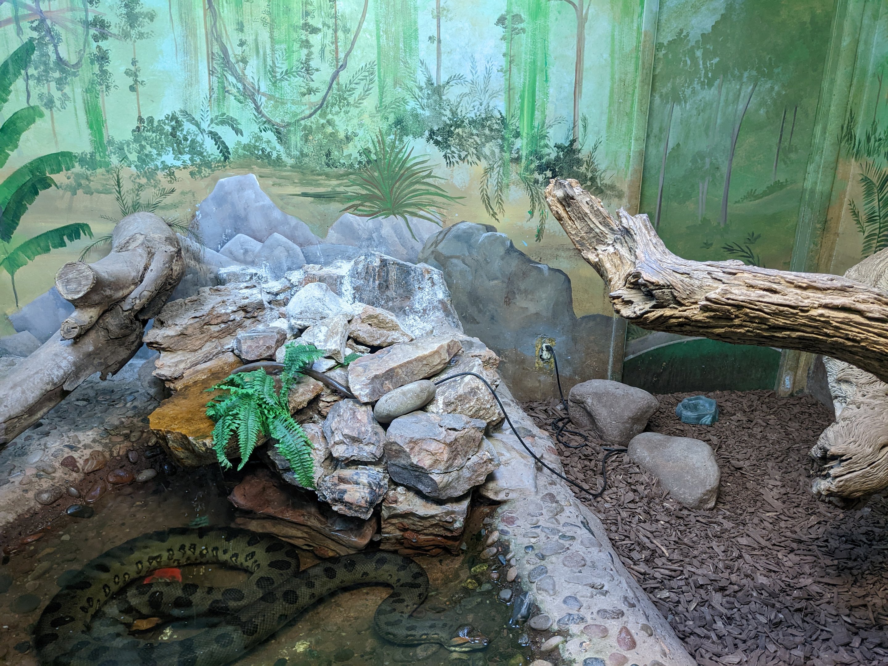 Original Zoo - Tropics of the World (reptile house) - Green anaconda