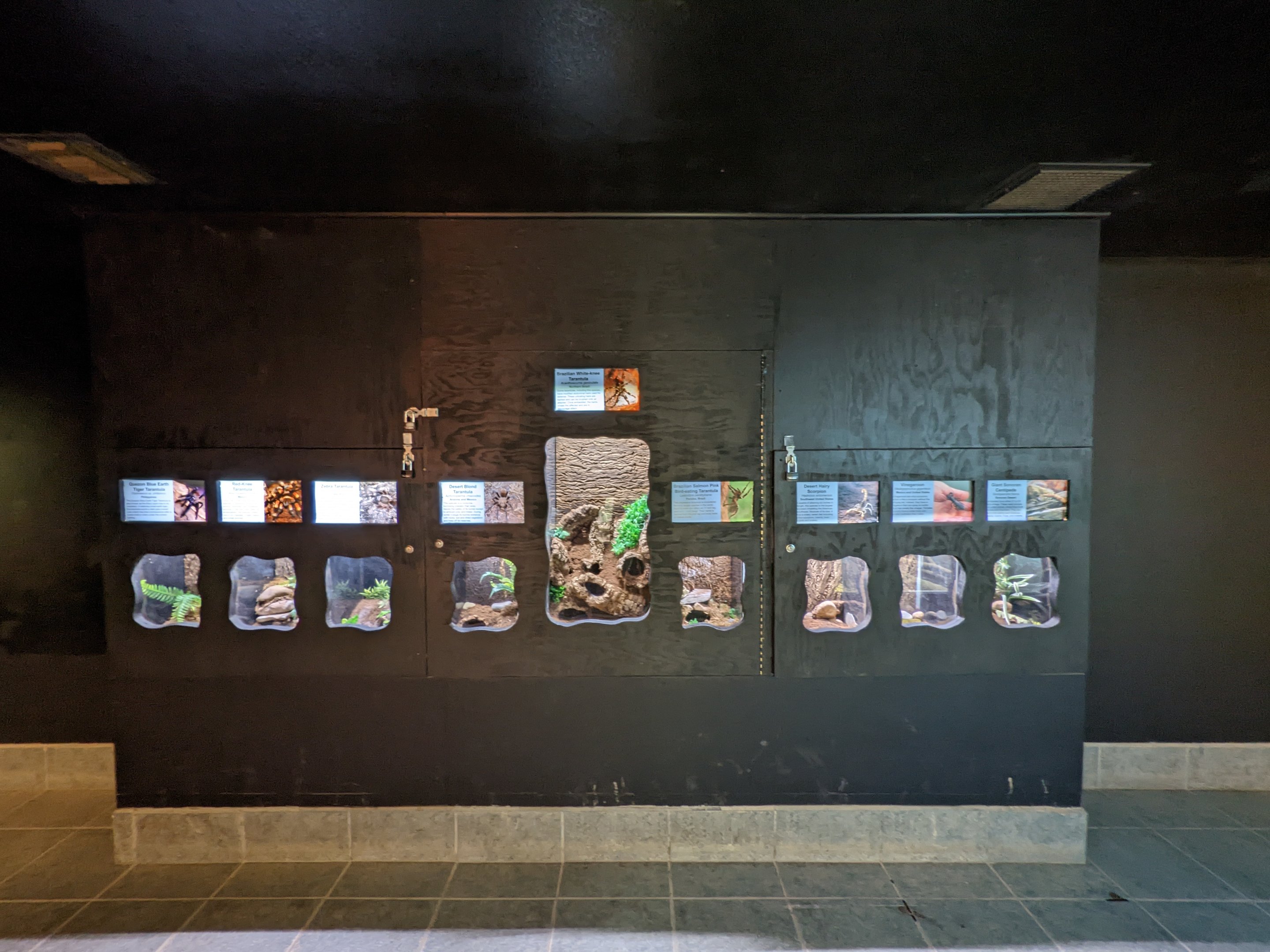 Original Zoo - Tropics of the World (reptile house)  insect gallery