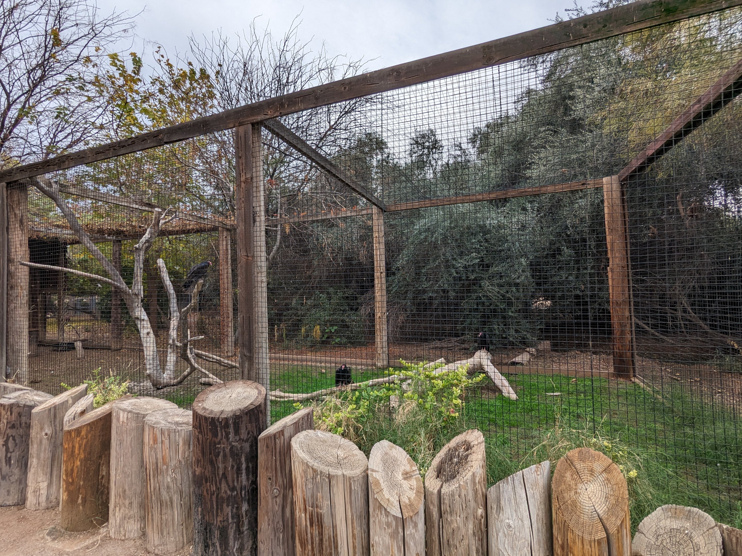 Original Zoo - turkey vultures