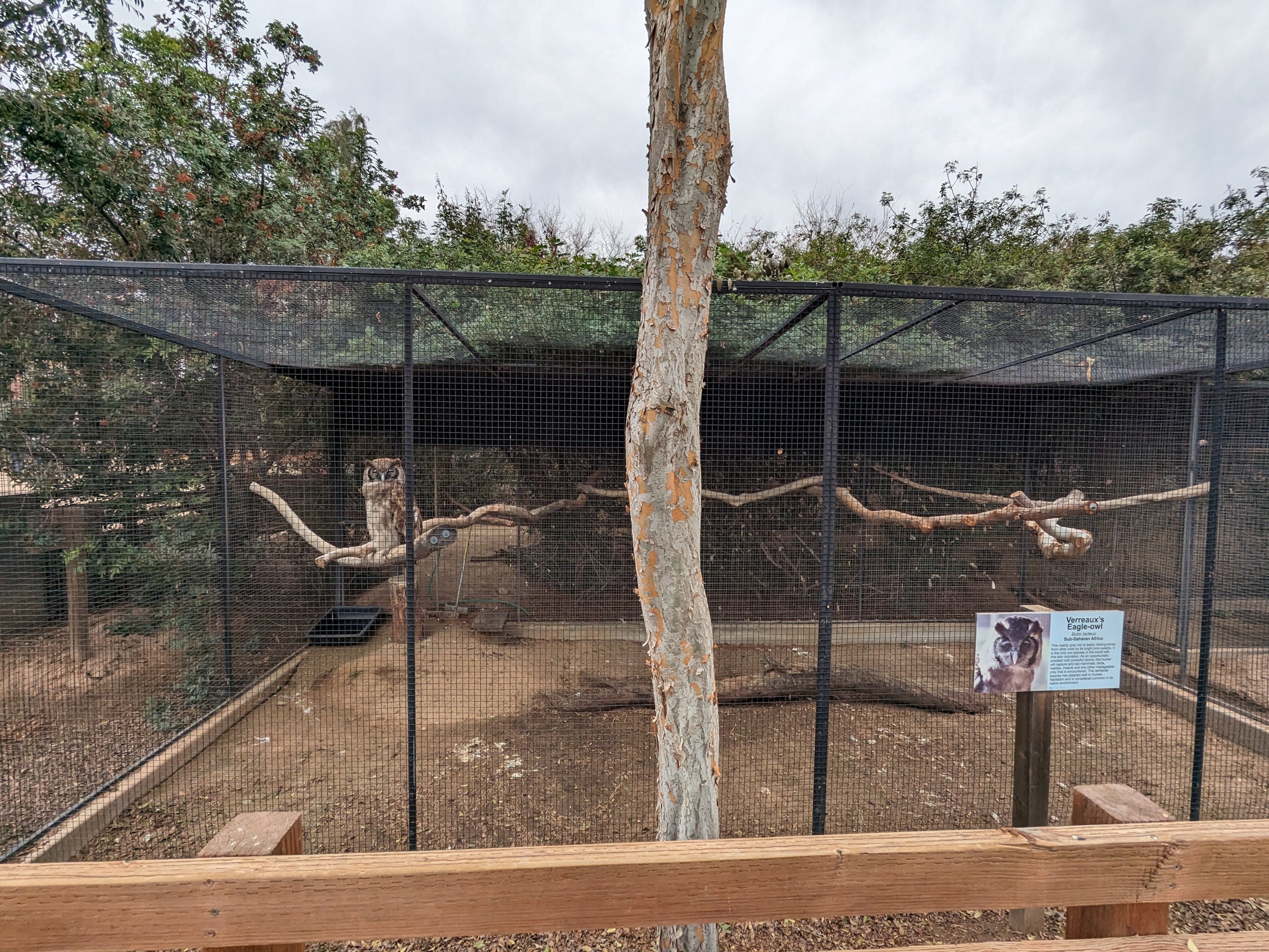 Original Zoo -  Verreaux's Eagle- Owl