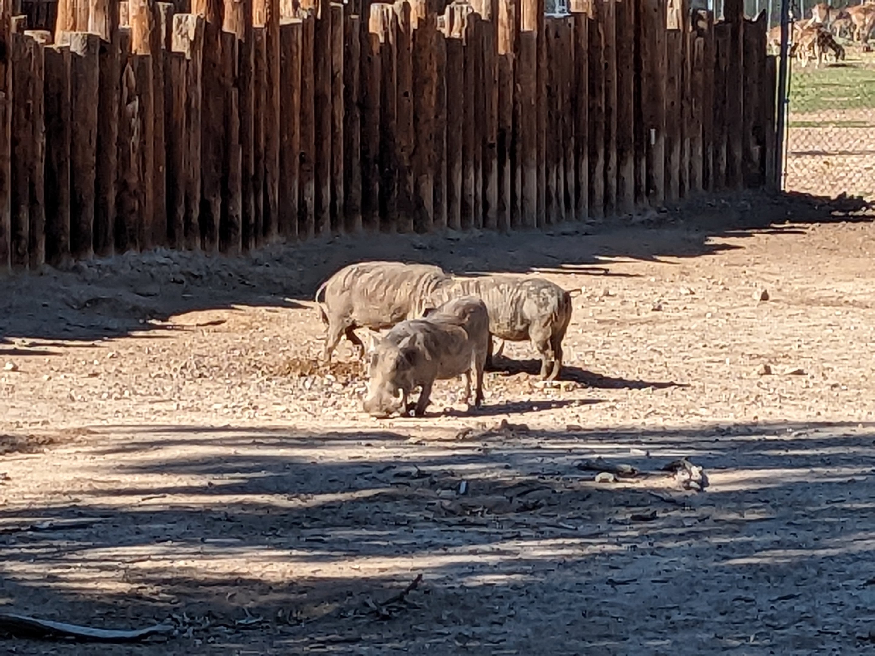Original Zoo - warthogs