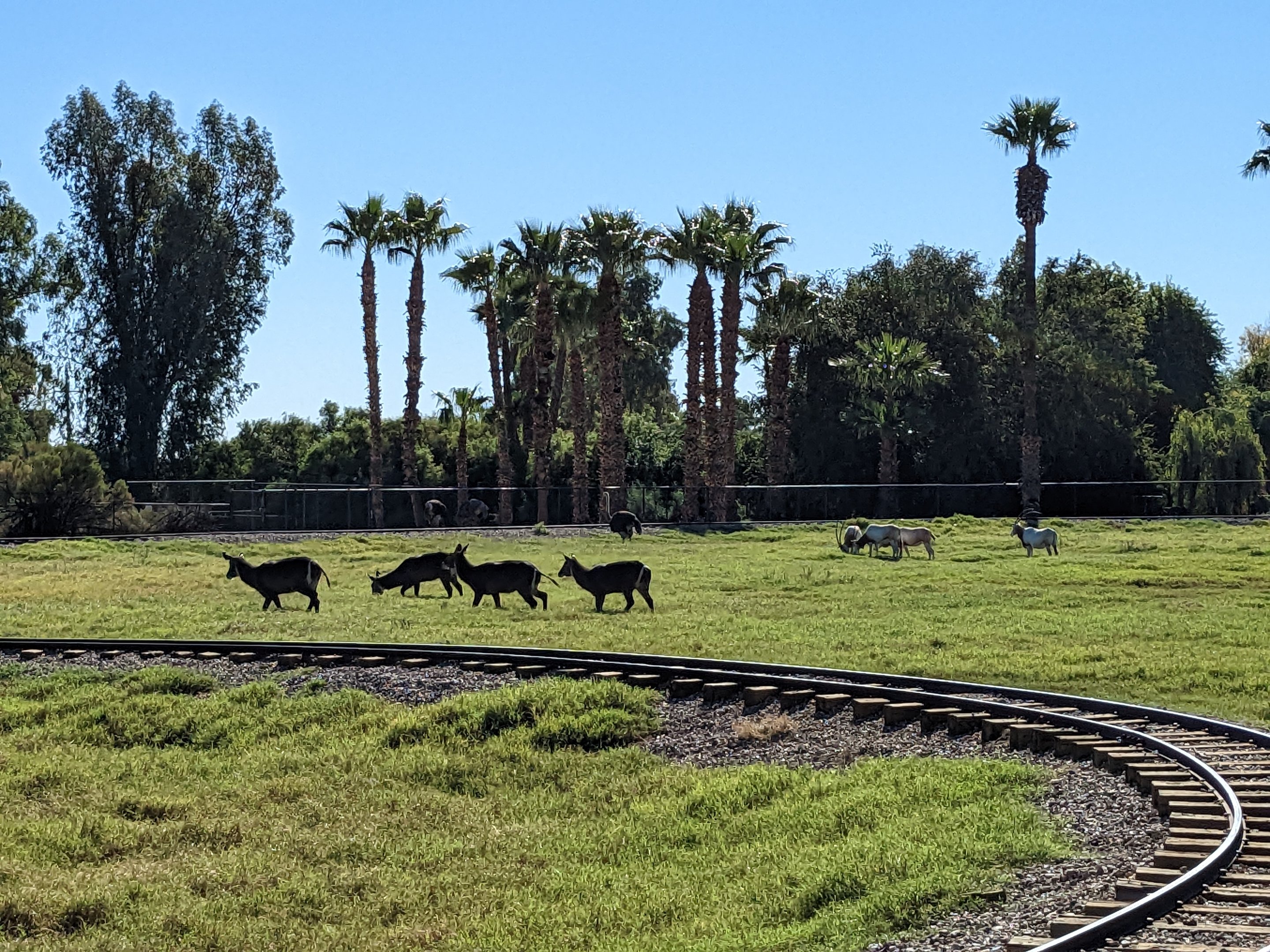Original Zoo - waterbuck