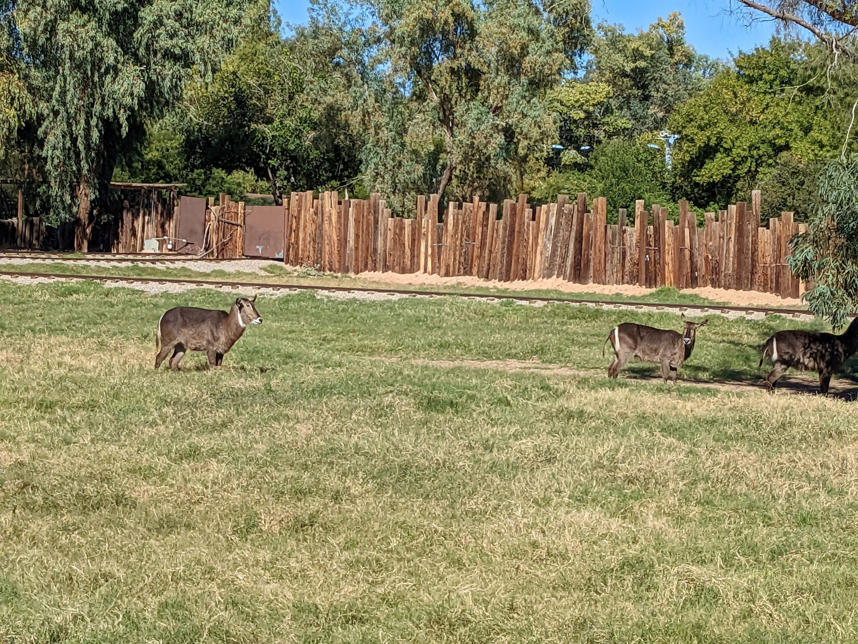 Original Zoo - waterbuck