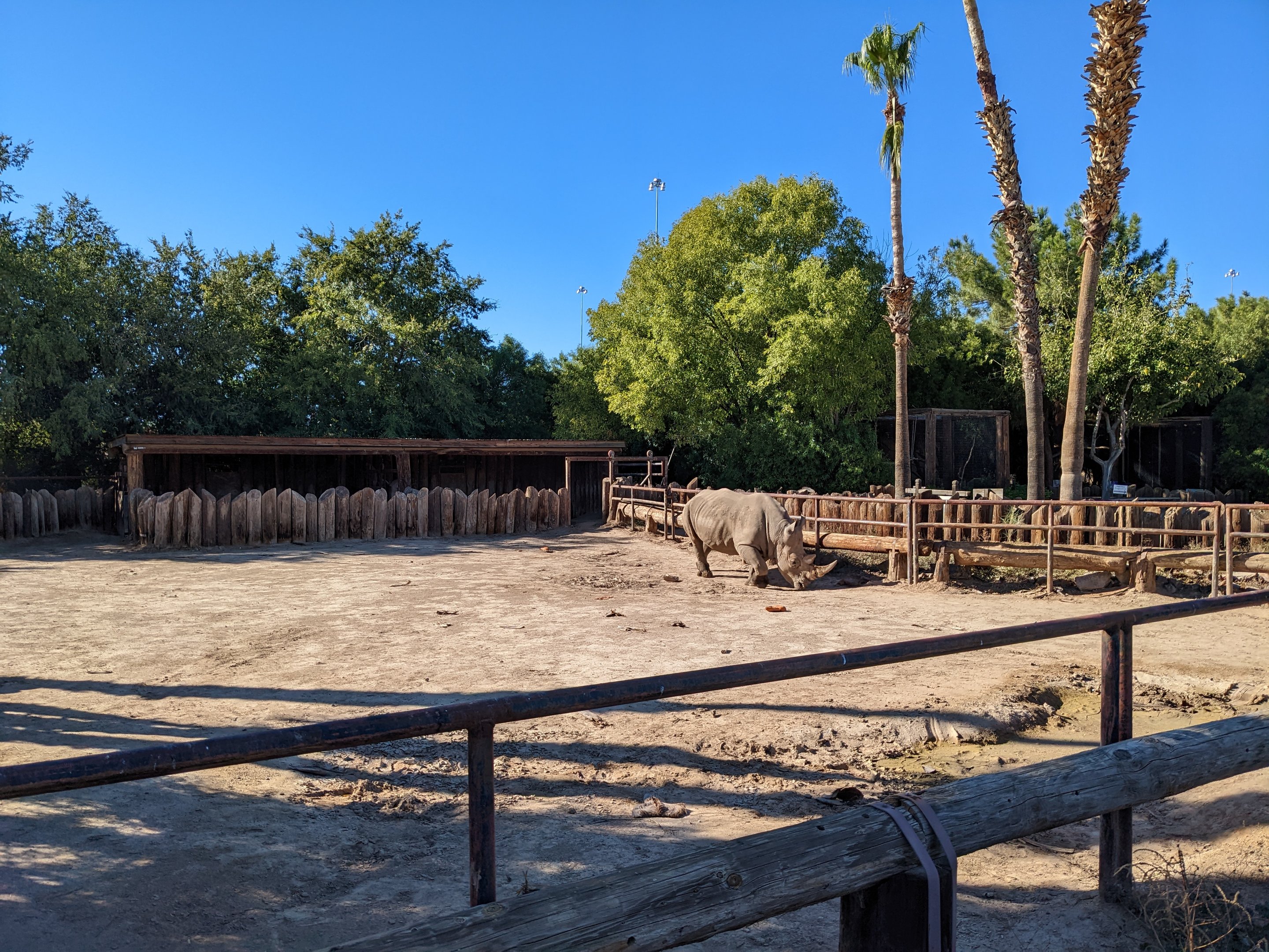 Original Zoo - White rhino