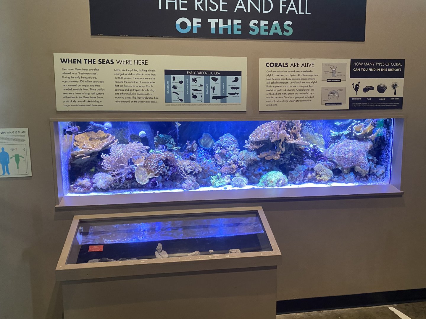 Origins - Coral Tank (Former Chambered Nautilus)