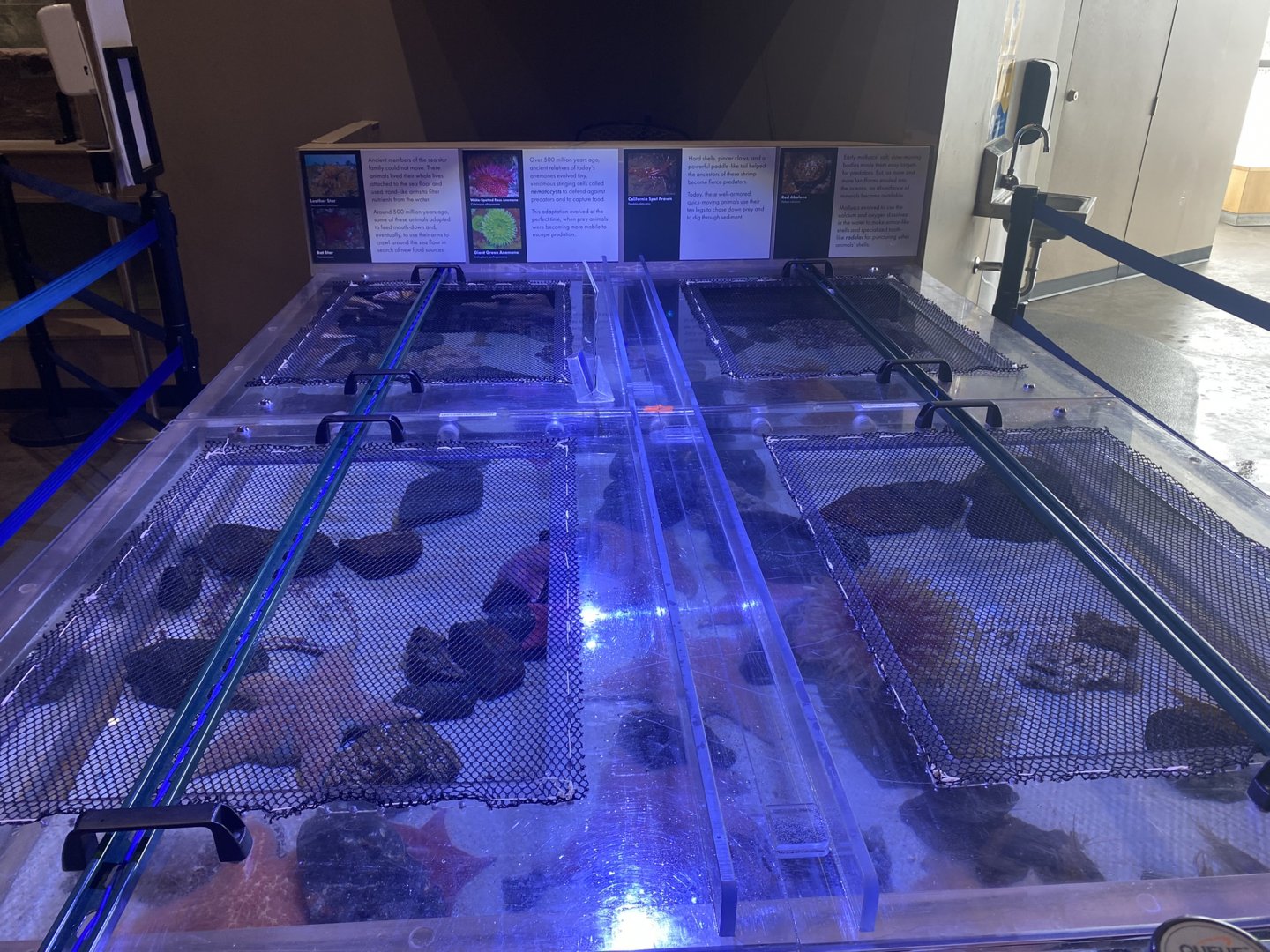 Origins - Tide Pool Touch Tank