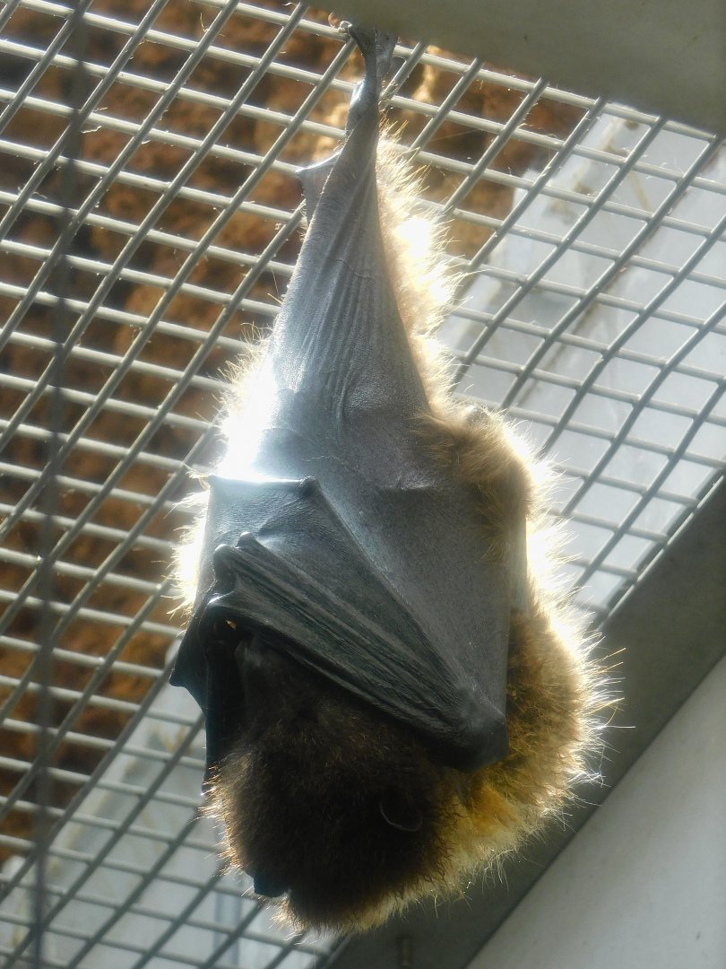Orii's Flying Fox (Pteropus dasymallus inopinatus) May 3, 2025