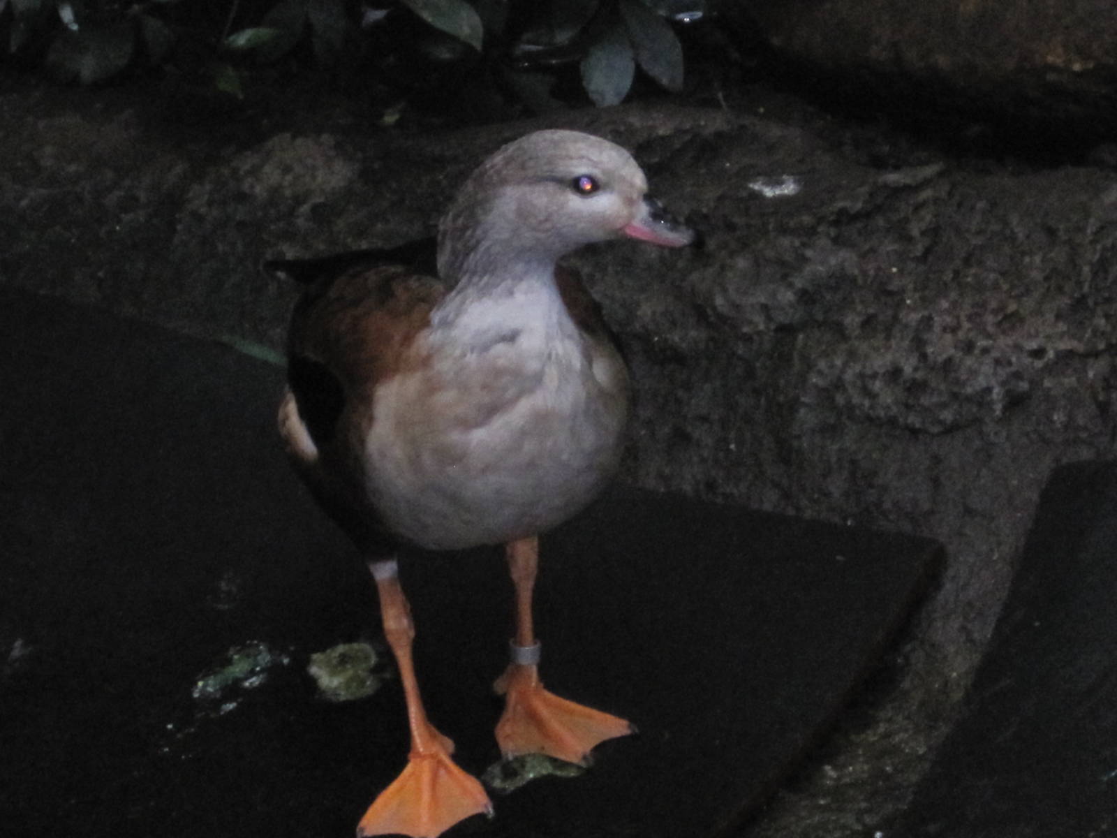 Orinico Goose