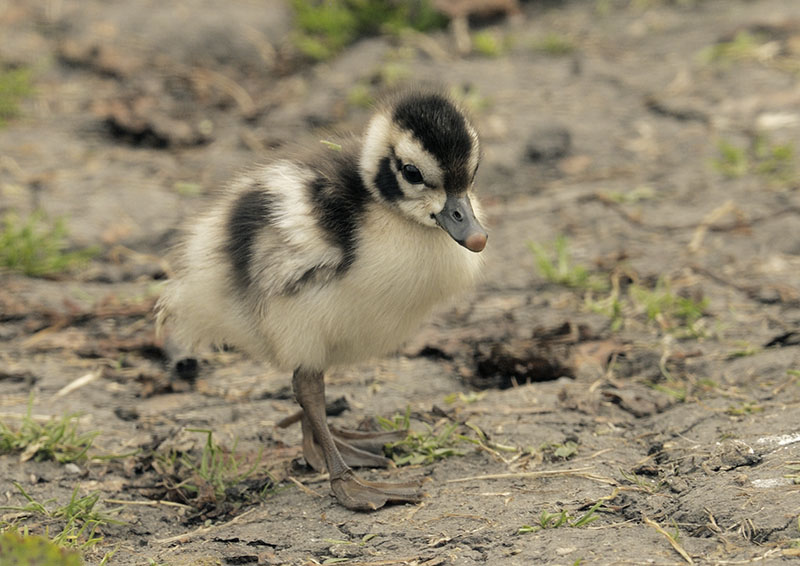 Orinocco gosling